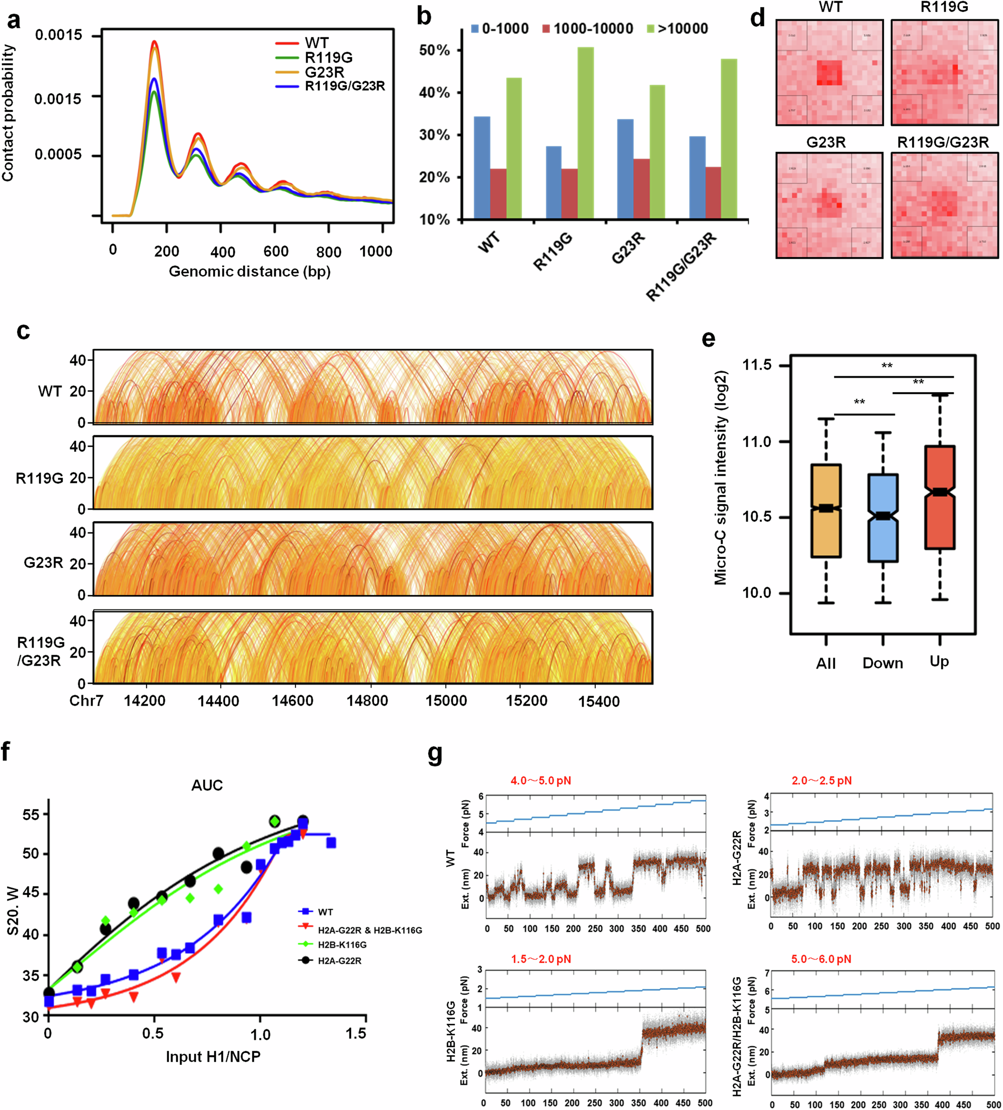 Fig. 5: Destabilized tetranucleosome impacts the whole structure of chromatin fiber.