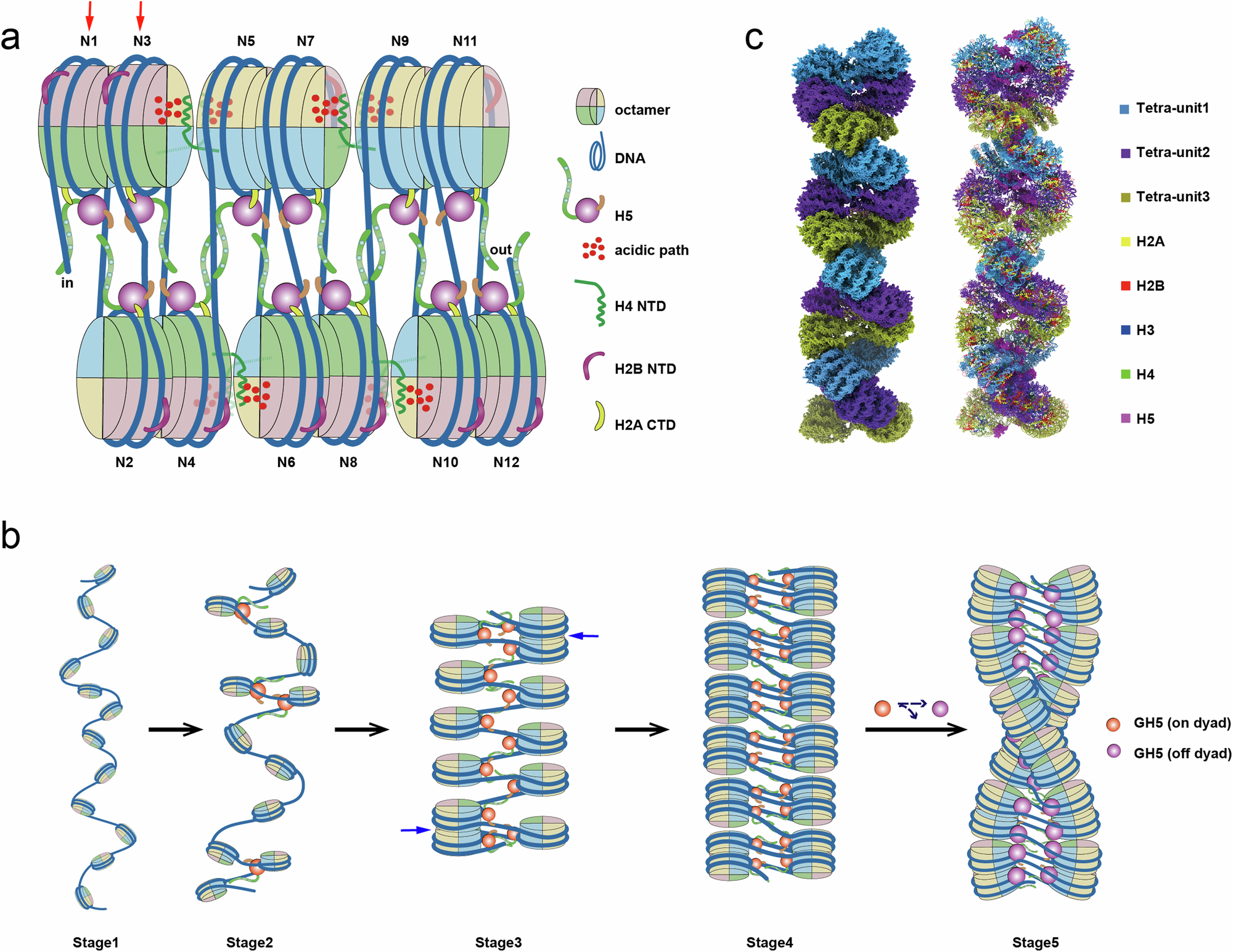 Fig. 7: Structural insights and an assembly model of the H5-chromatin fiber.