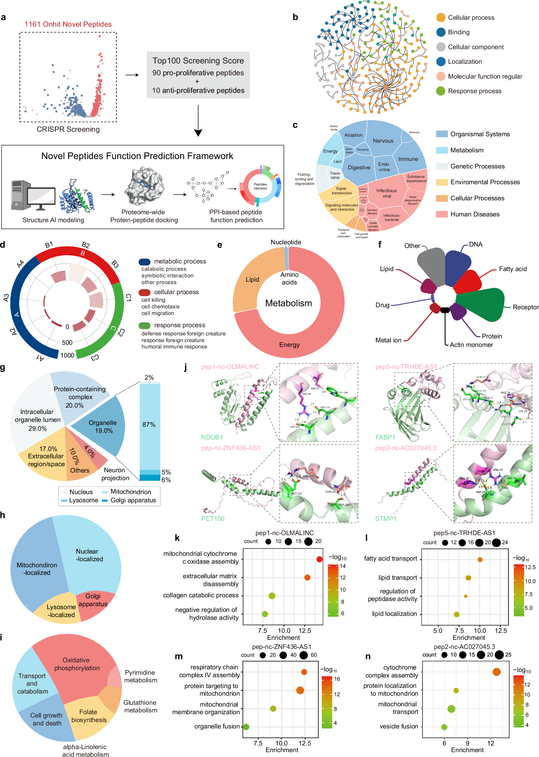 Fig. 4: A framework for peptide function prediction based on AI structural prediction and peptide‒protein interaction networks.