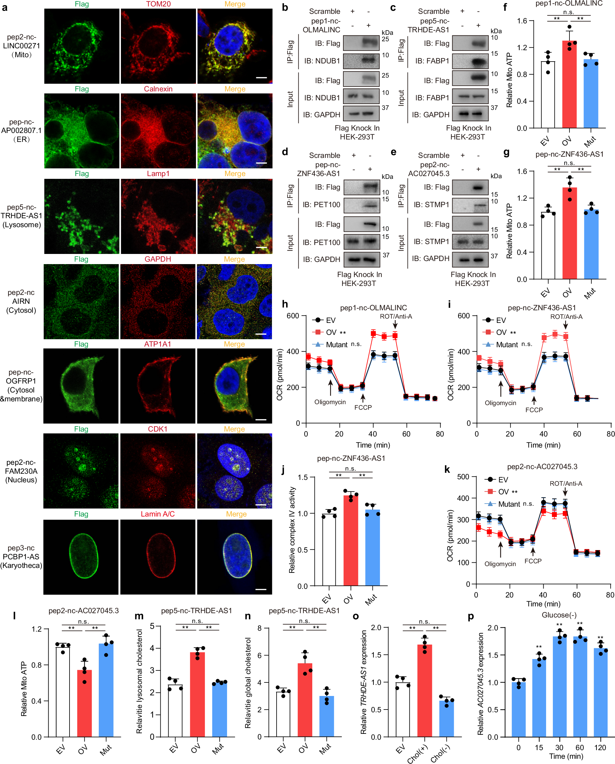 Fig. 5: Novel peptide affects cellular metabolic processes by regulating organelle function.