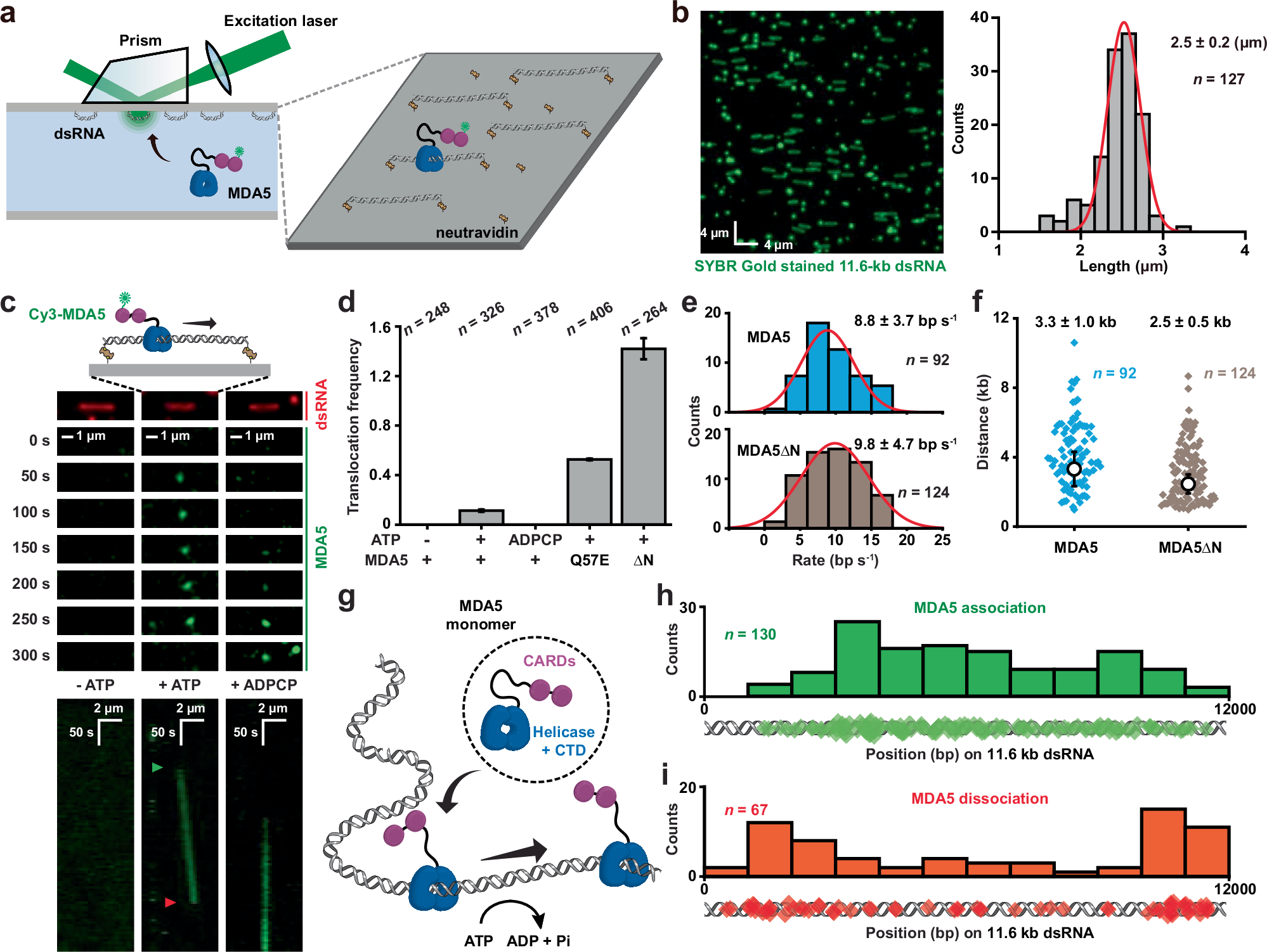 Fig. 1: MDA5 is an ATP-hydrolysis-driven motor on dsRNA.