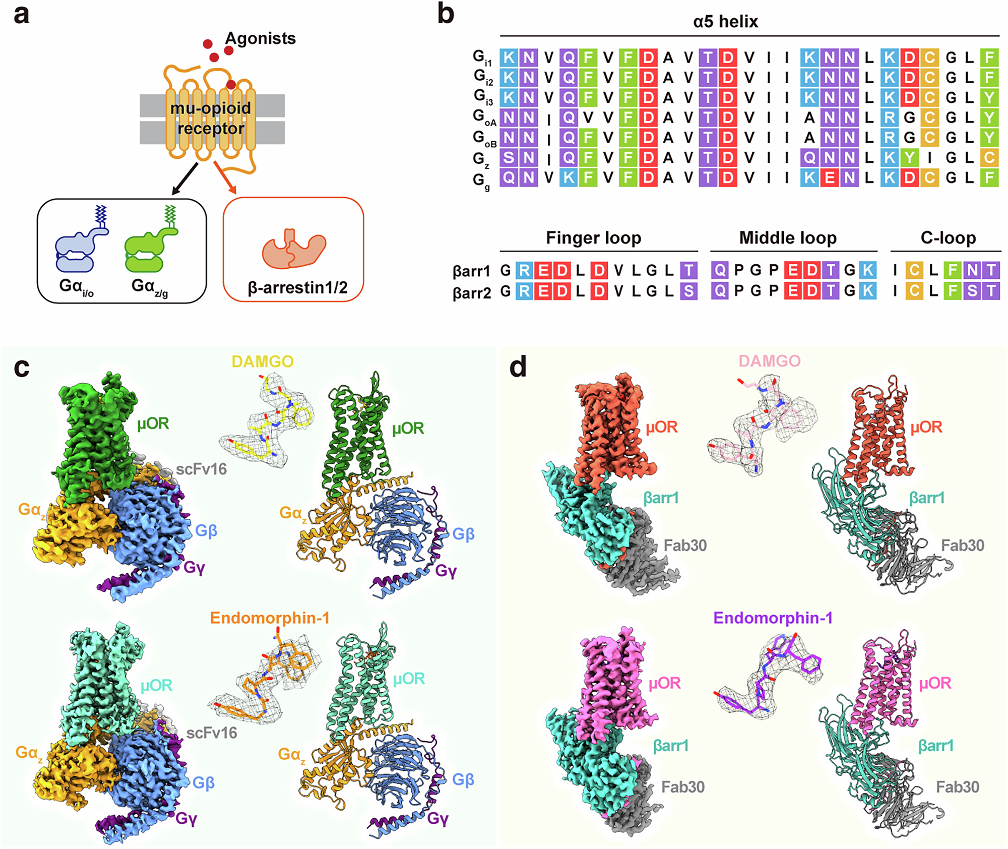 The molecular basis of μ-opioid receptor signaling plasticity | Cell  Research