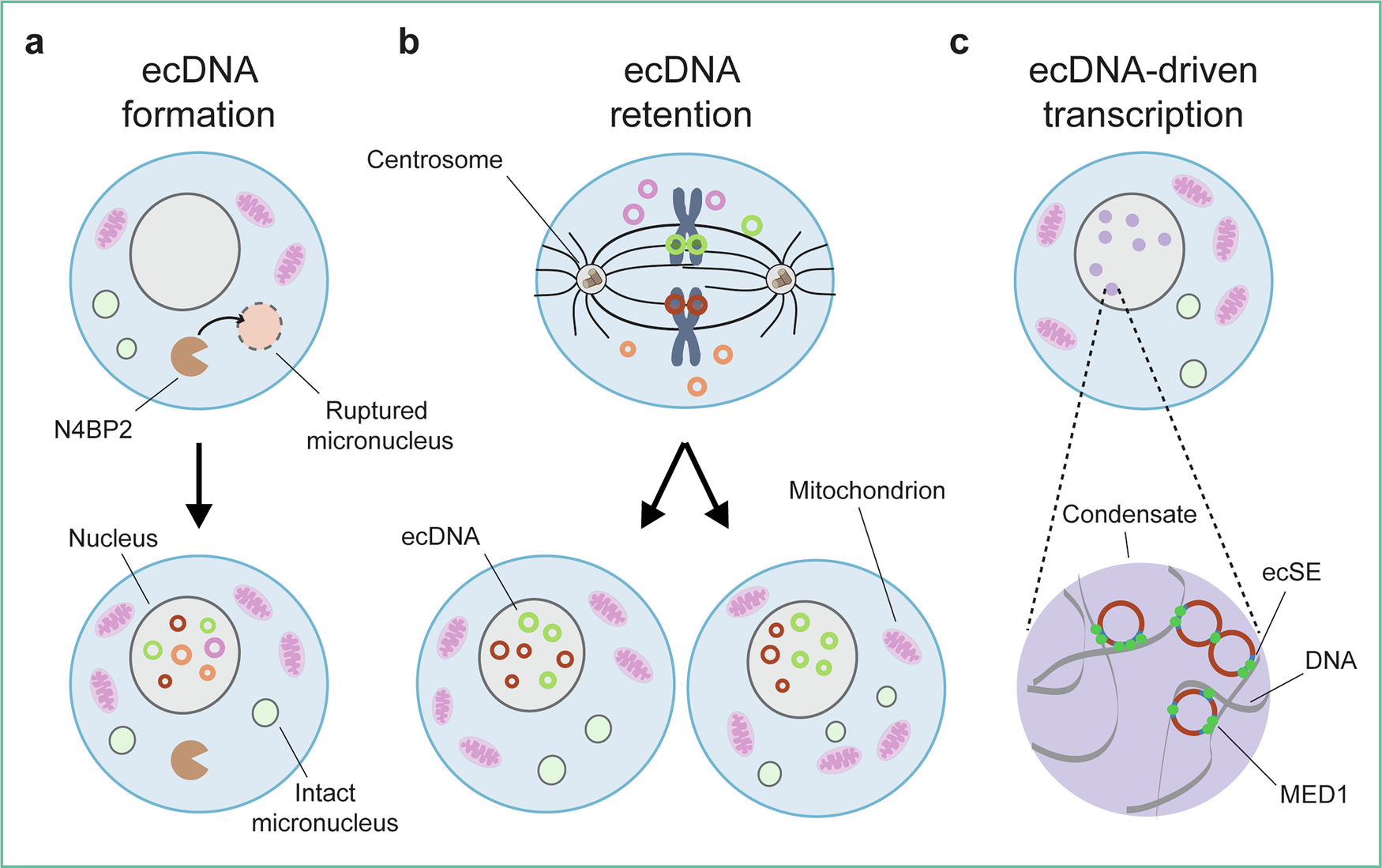 Fig. 1: ecDNA biogenesis, inheritance, and function.