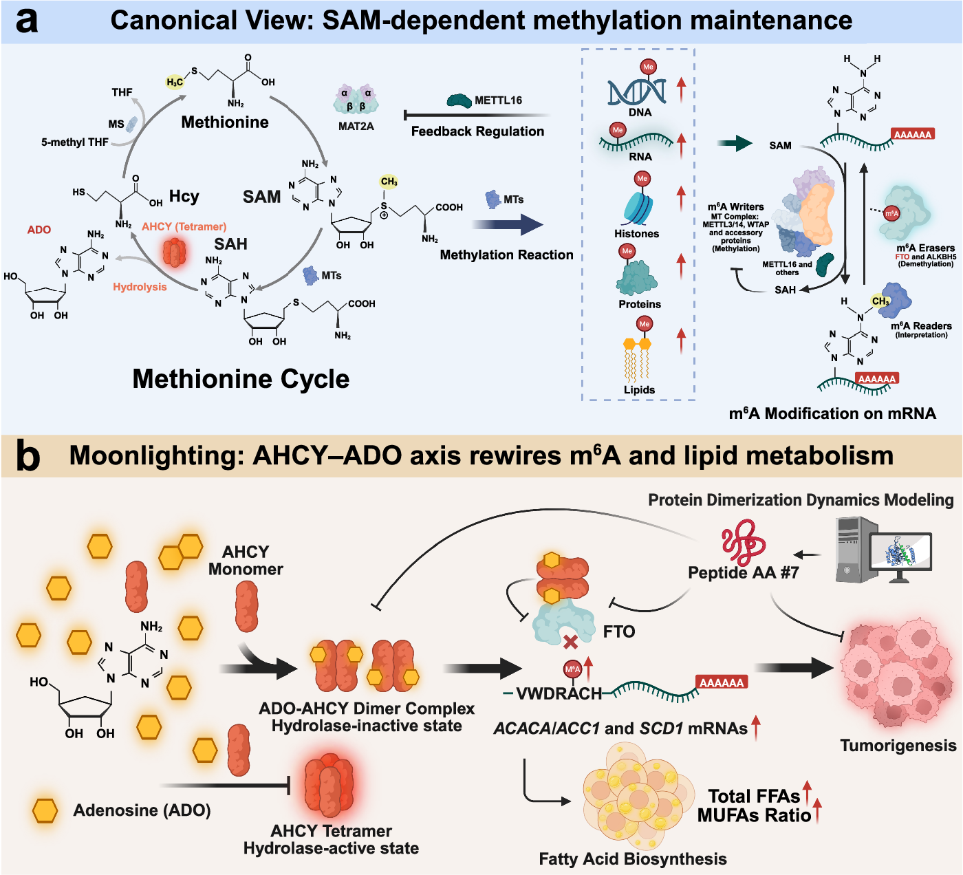 glutathione peroxidase in red blood cells Interplay between Erythrocyte Peroxidases and Membrane
