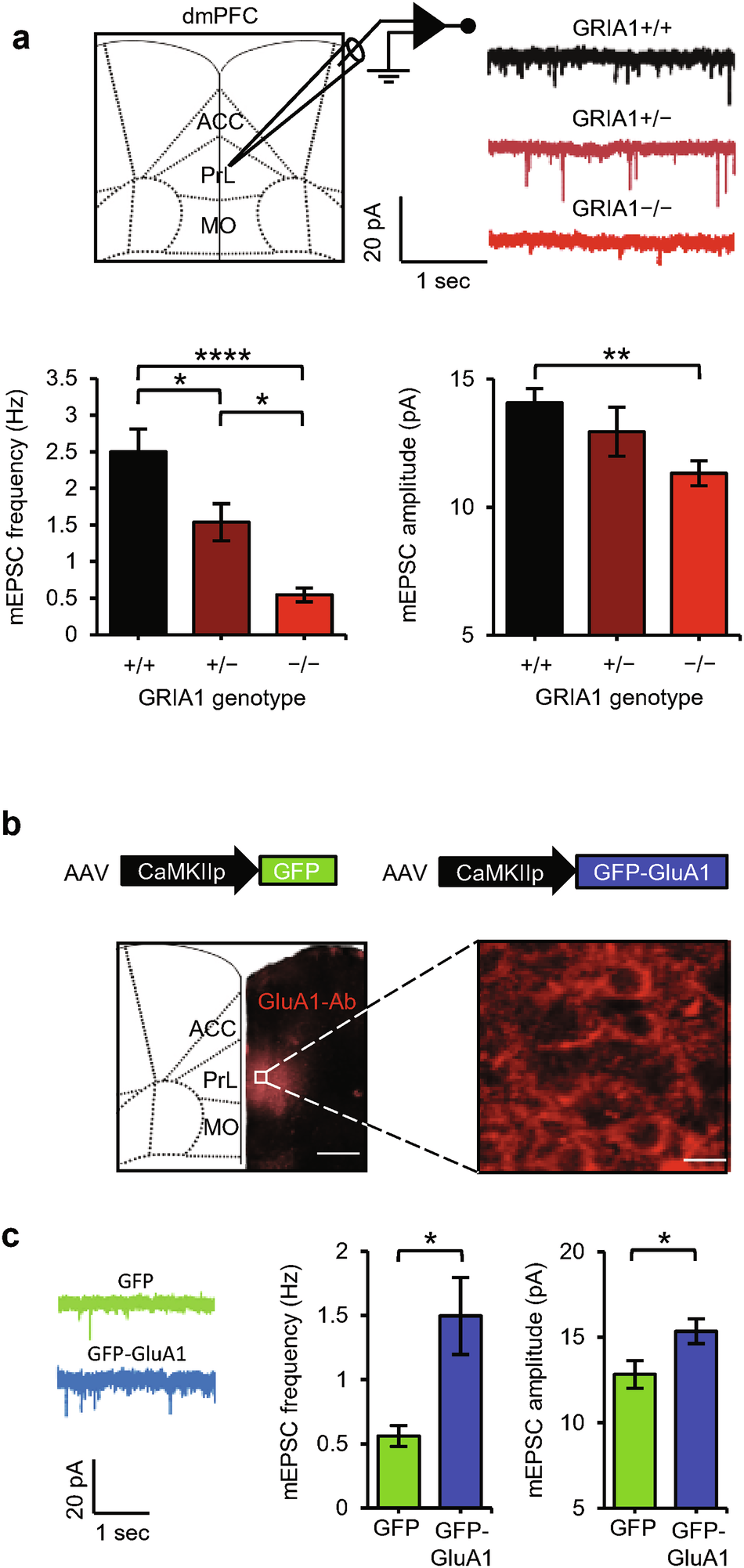 Fig. 5: GluA1 expression in PL-dmPFC neurons increases synapse strength.