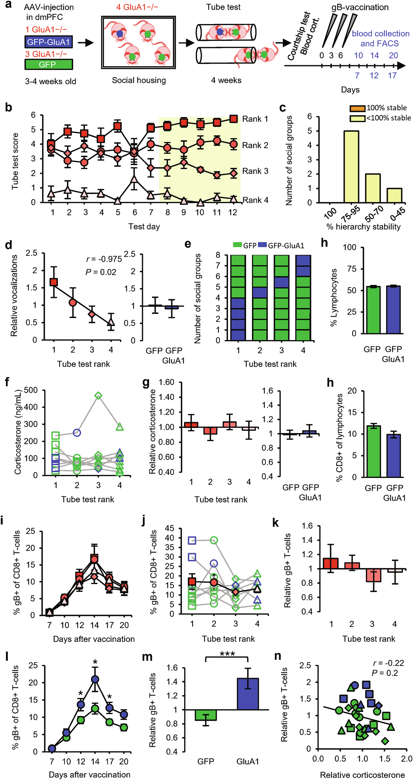 Fig. 6: GluA1 expression in the dmPFC promotes T-cell responses in mice within social groups.