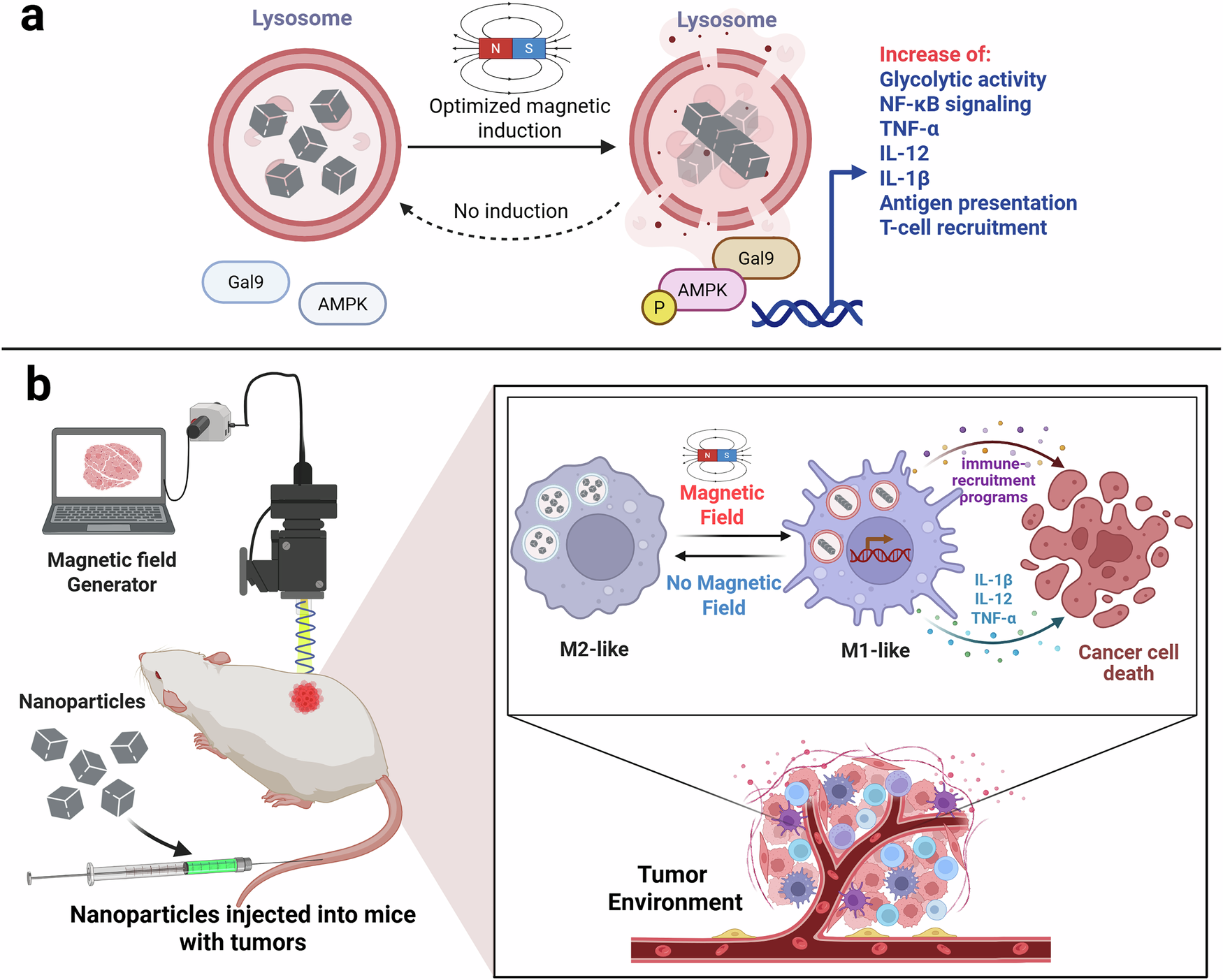 Fig. 1: Magneto-mechanical lysosomal control of macrophage immunity.
