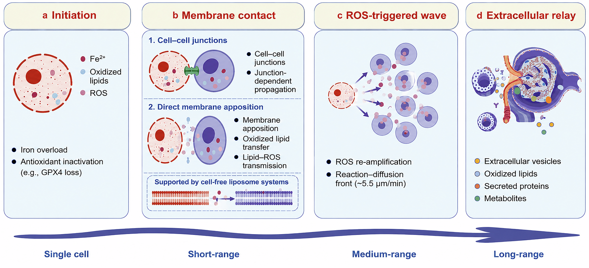 Ferroptotic propagation: from single-cell execution to tissue-scale death programs