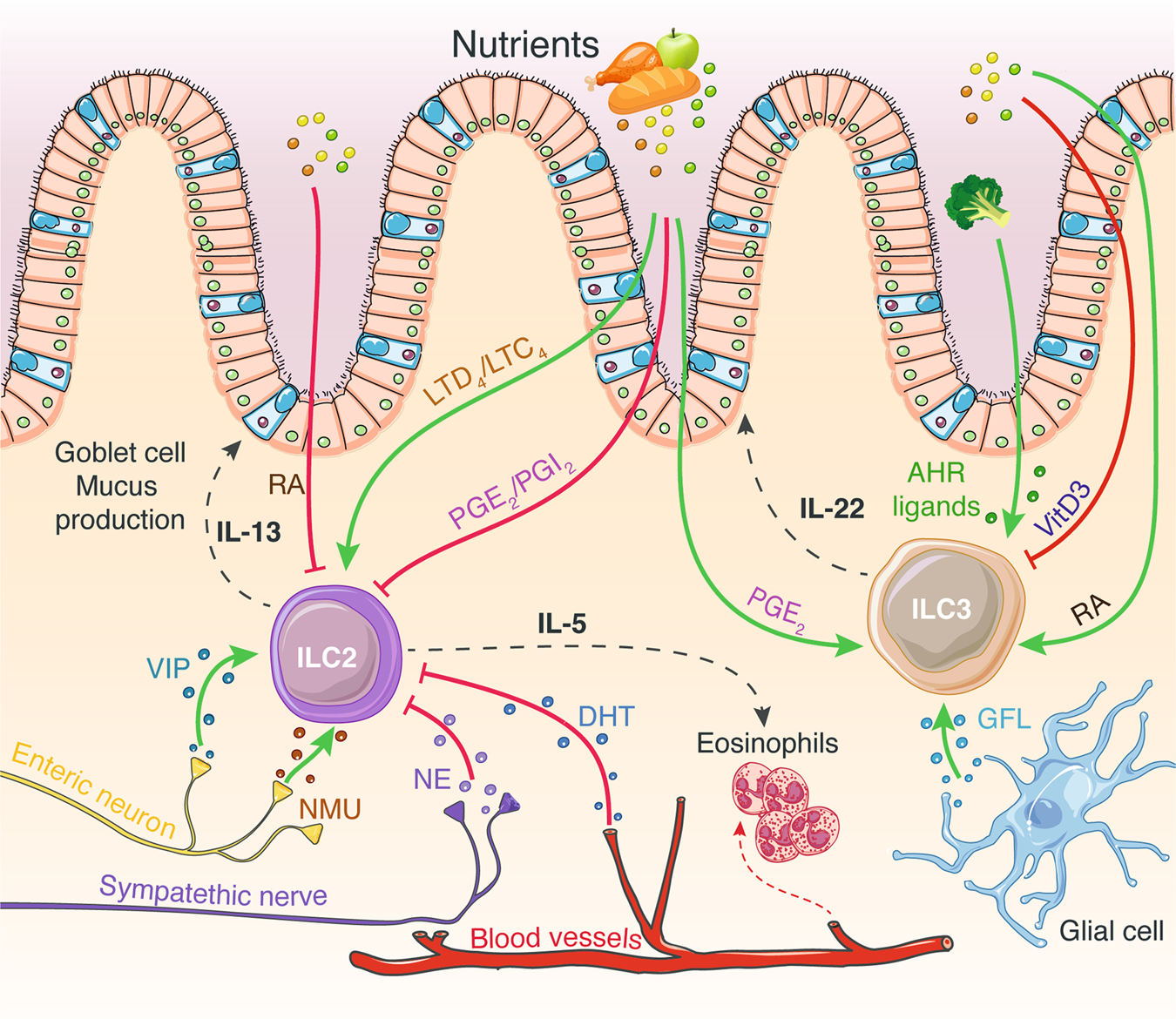 Frontiers  Neuroimmune Interactions and Rhythmic Regulation of Innate  Lymphoid Cells