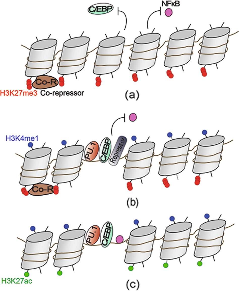 Epigenetic regulation of macrophages: from homeostasis maintenance to host  defense | Cellular & Molecular Immunology