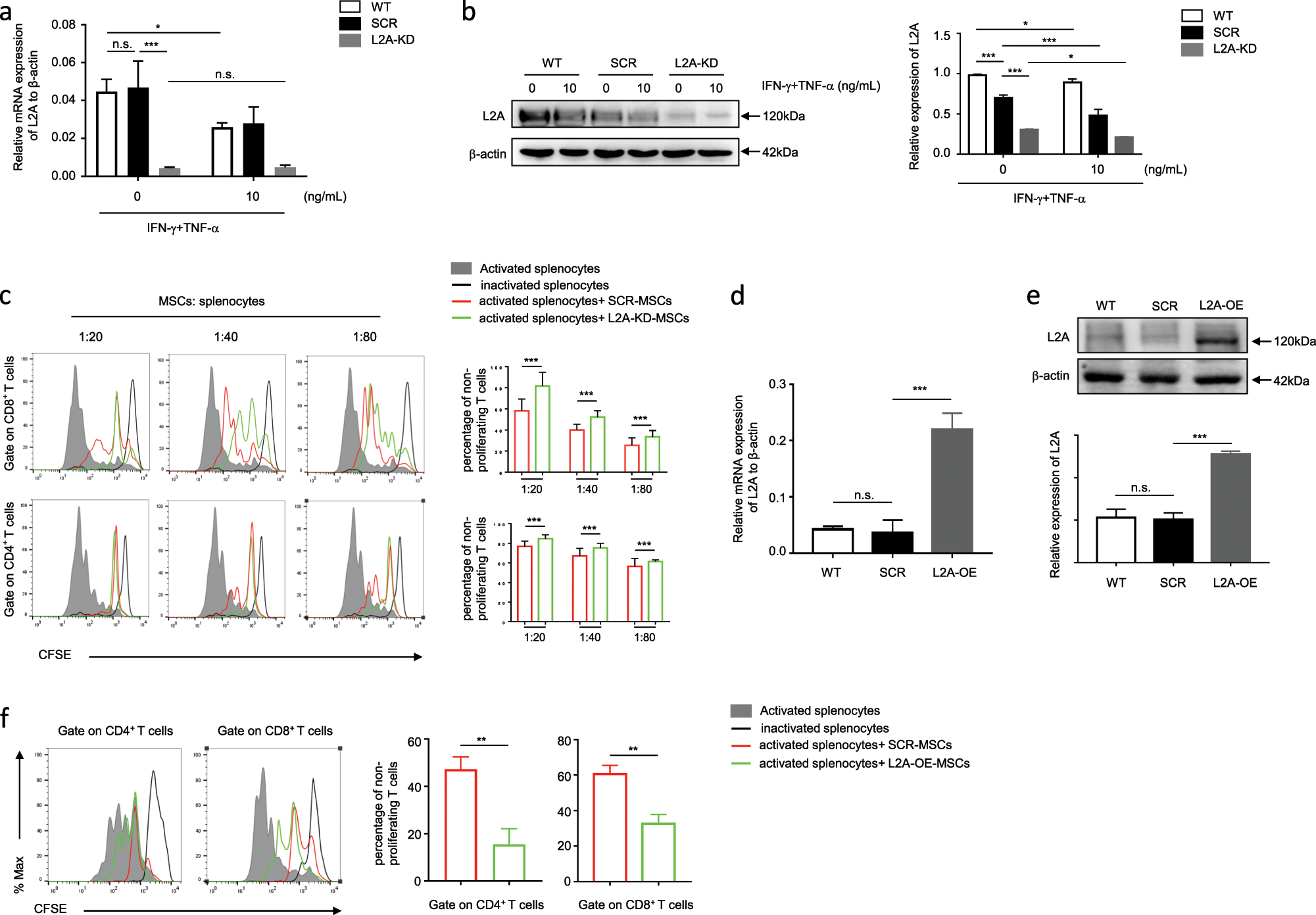 Fig. 2: CMA negatively influences the immunosuppressive capacity of MSCs on T cell proliferation.