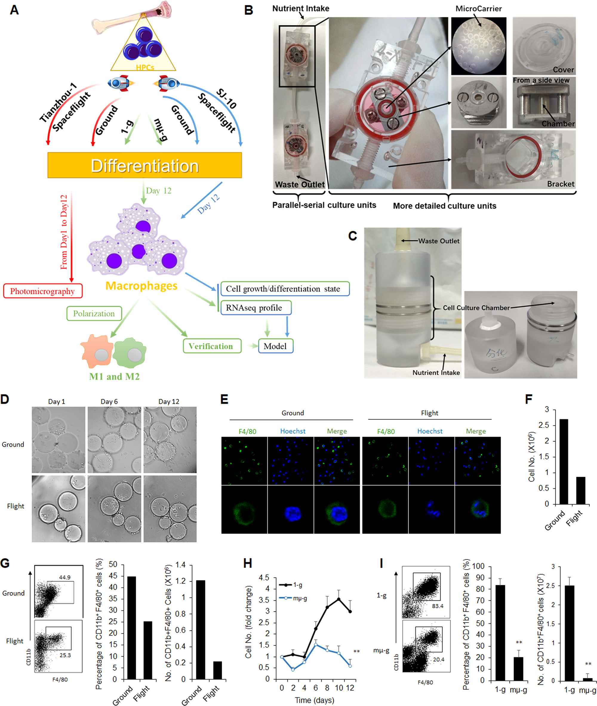 Spaceflight and simulated microgravity suppresses macrophage development  via altered RAS/ERK/NFκB and metabolic pathways | Cellular & Molecular  Immunology