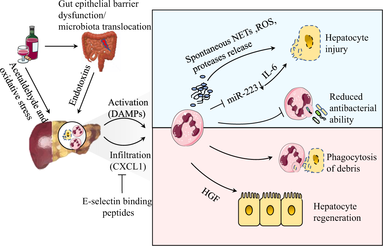 Liver Immunity Regimen