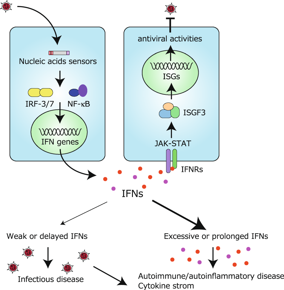 Regulation of RIG-I-like receptor-mediated signaling: interaction between  host and viral factors | Cellular & Molecular Immunology