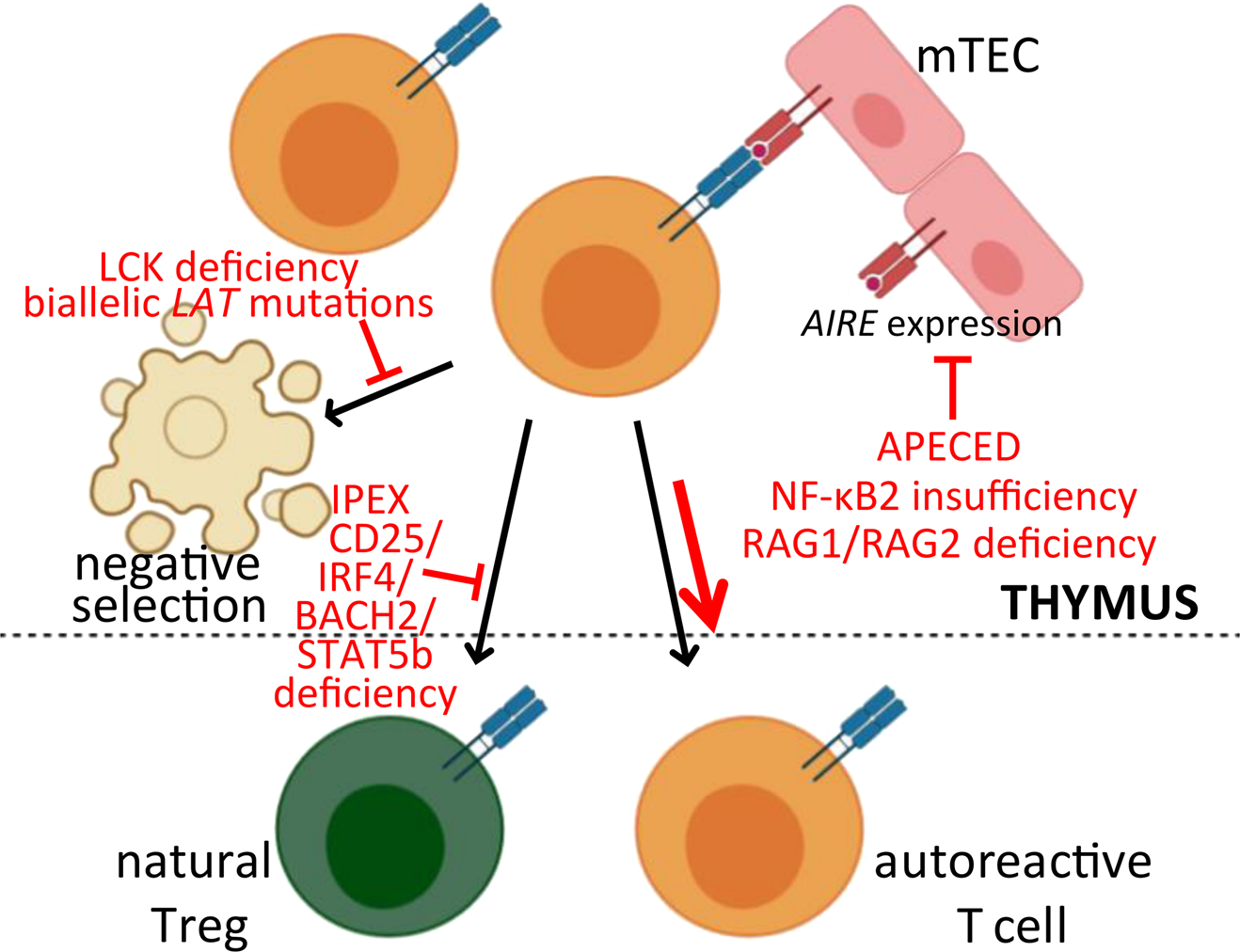 Nfkb2 deficiency and its impact on plasma cells and immunoglobulin