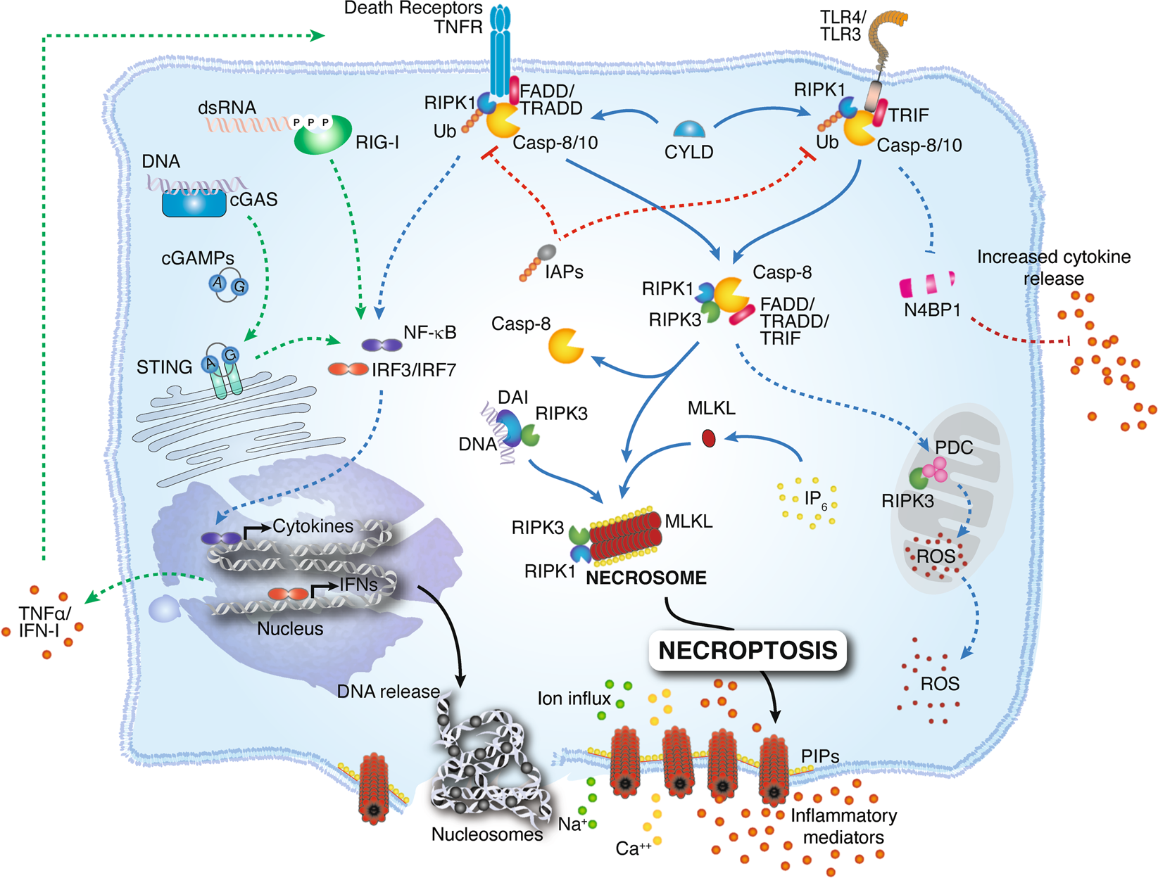 Necroptosis Pyroptosis And Apoptosis An Intricate Game Of Cell Death Cellular Molecular Immunology