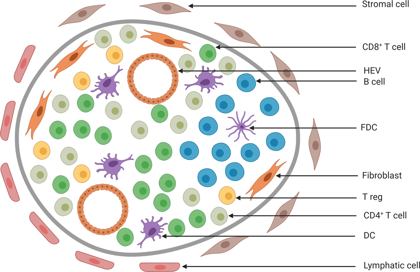 Tertiary lymphoid structures generate and propagate anti-tumor