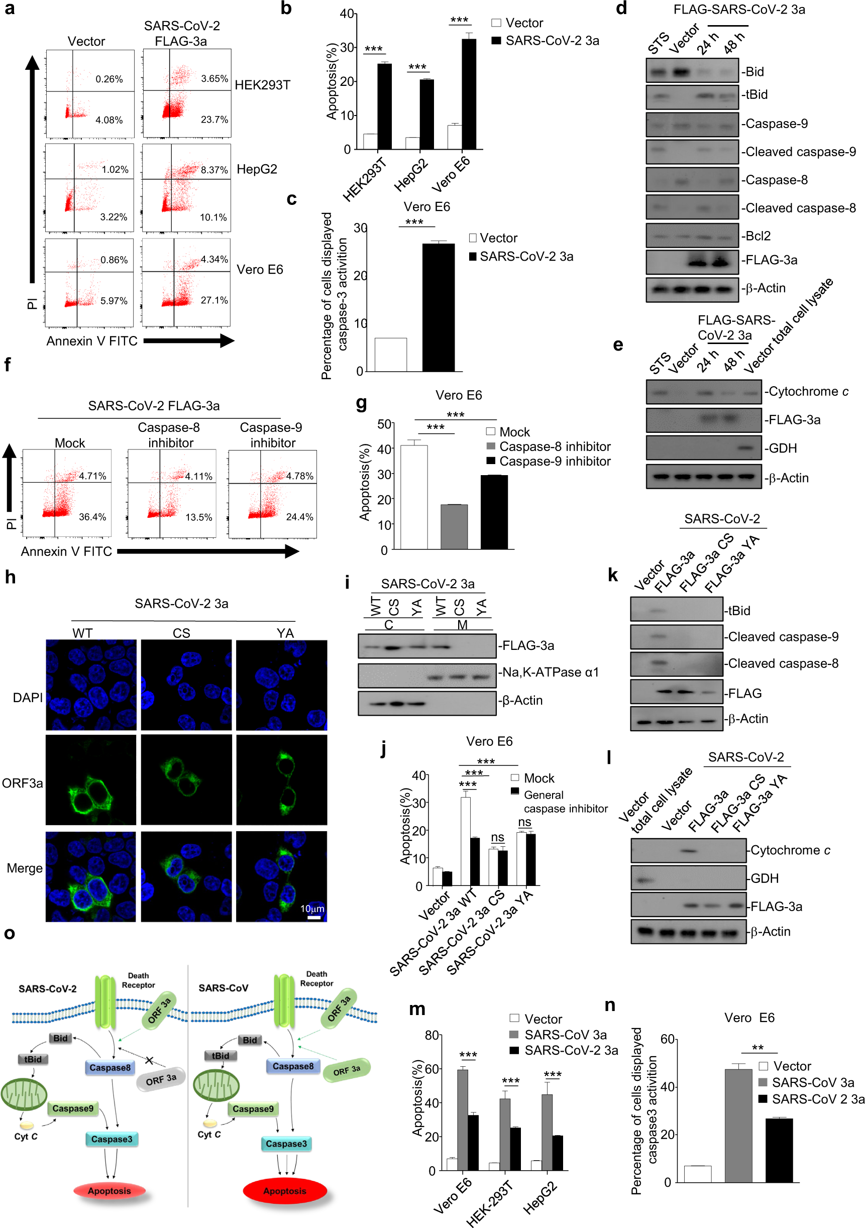 PDF) SARS-CoV-2 ORF3A interacts with the Clic-like chloride channel-1 (  CLCC1 ) and triggers an unfolded protein response