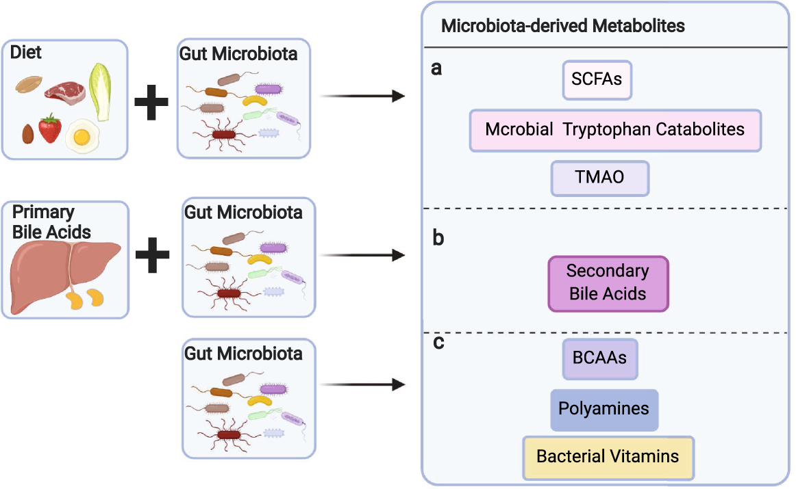 Gut microbiota-derived metabolites in the regulation of host immune  responses and immune-related inflammatory diseases | Cellular & Molecular  Immunology