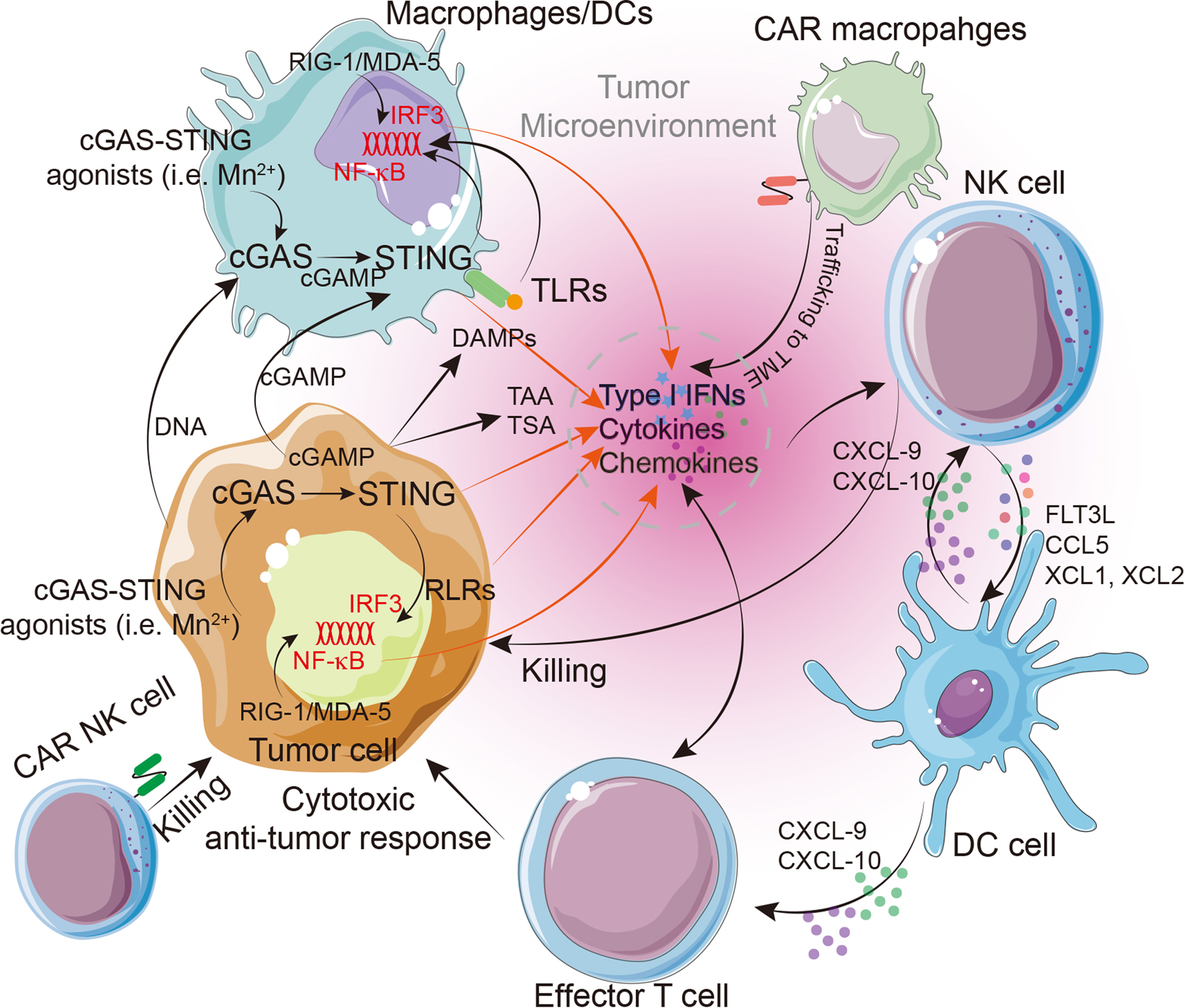Exploring innate immunity in cancer immunotherapy: opportunities and  challenges | Cellular & Molecular Immunology
