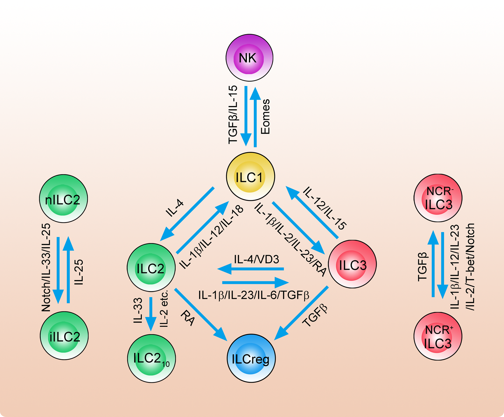 Frontiers  Neuroimmune Interactions and Rhythmic Regulation of Innate  Lymphoid Cells