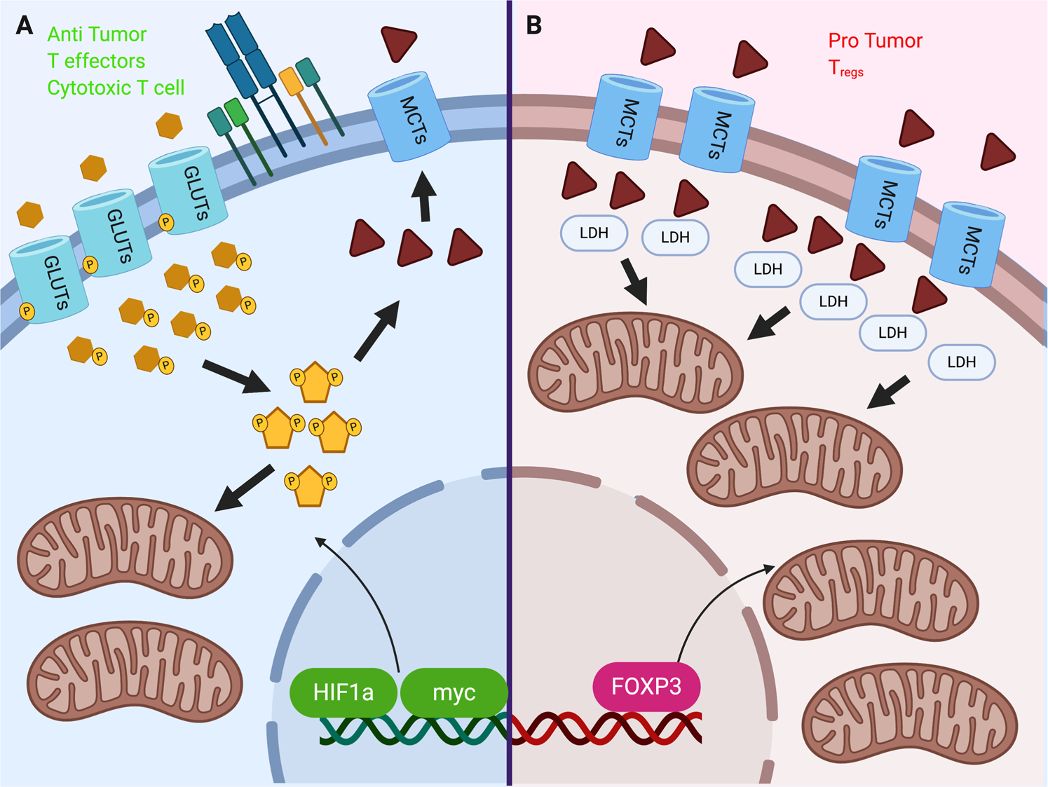 The therapeutic implications of immunosuppressive tumor aerobic glycolysis  | Cellular & Molecular Immunology