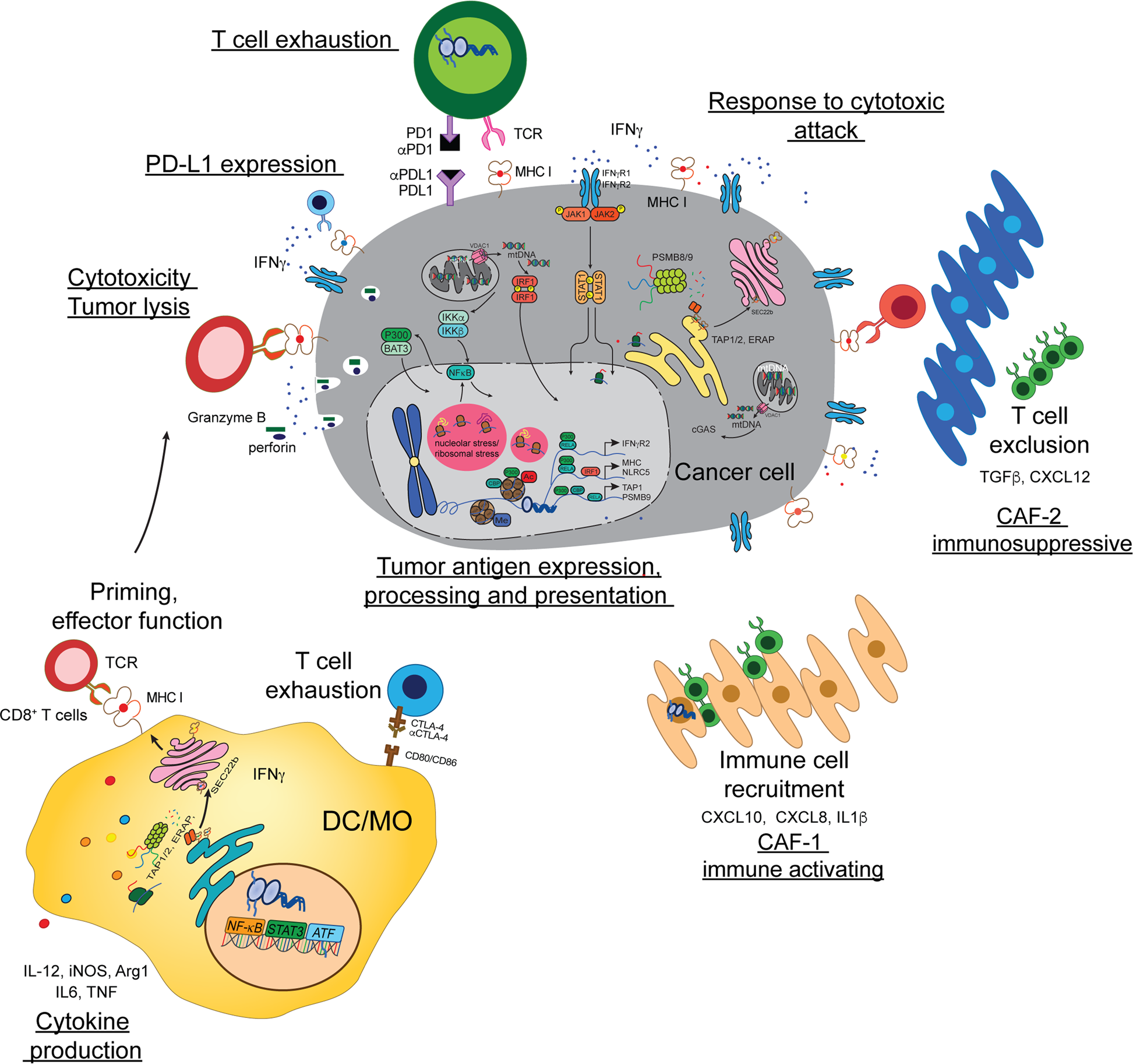 Genetic Disorders of Immune Regulation