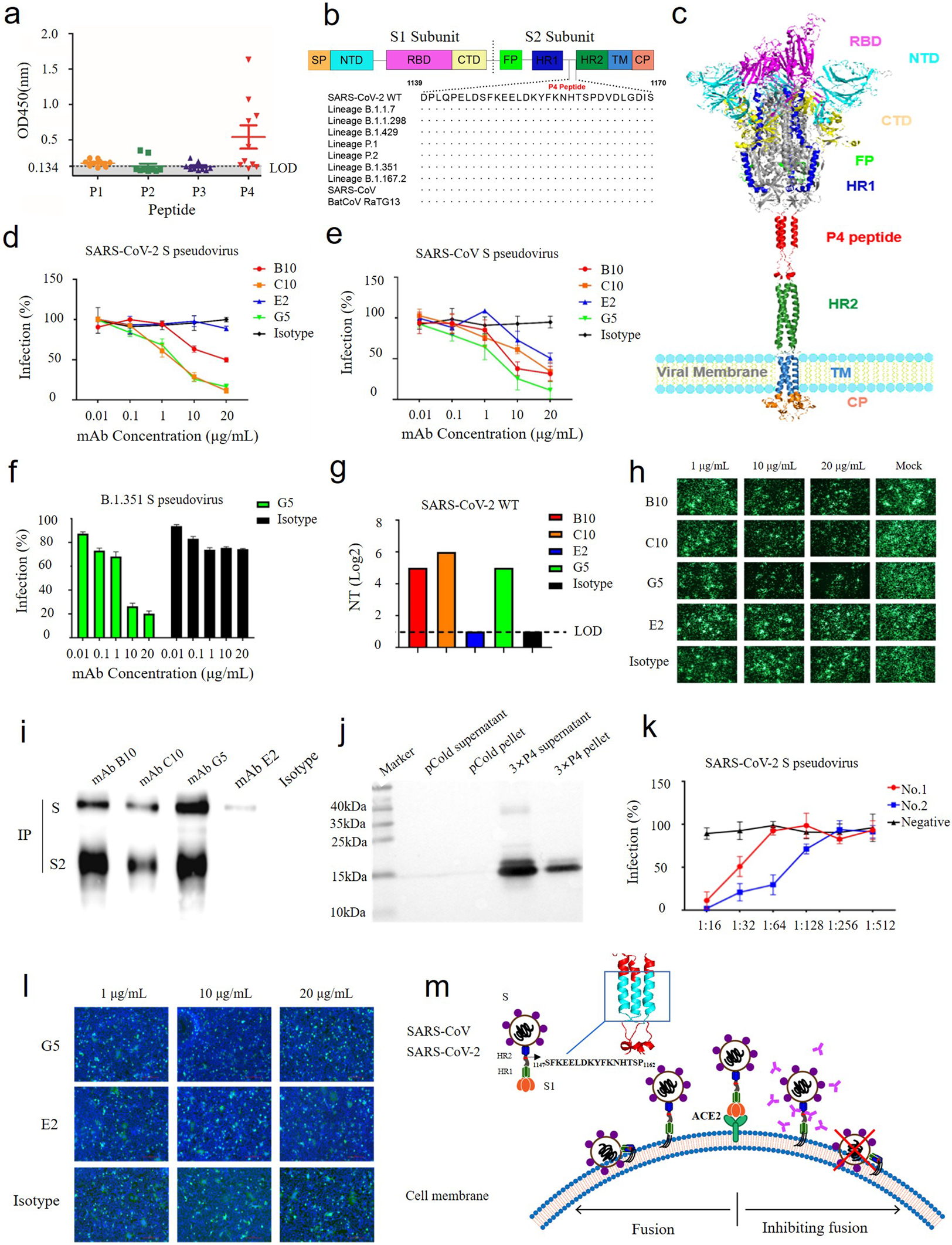 Fig. 1: A novel linear and broadly neutralizing peptide in the S2 protein of SARS-CoV-2.