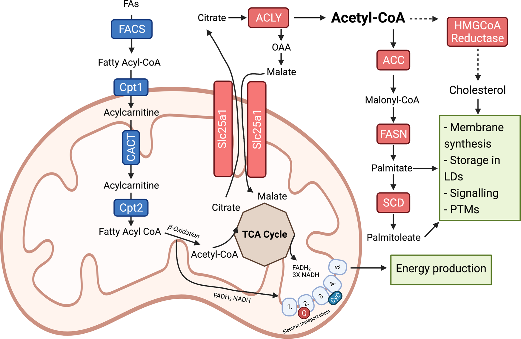 Diet, lipids, and antitumor immunity | Cellular & Molecular Immunology