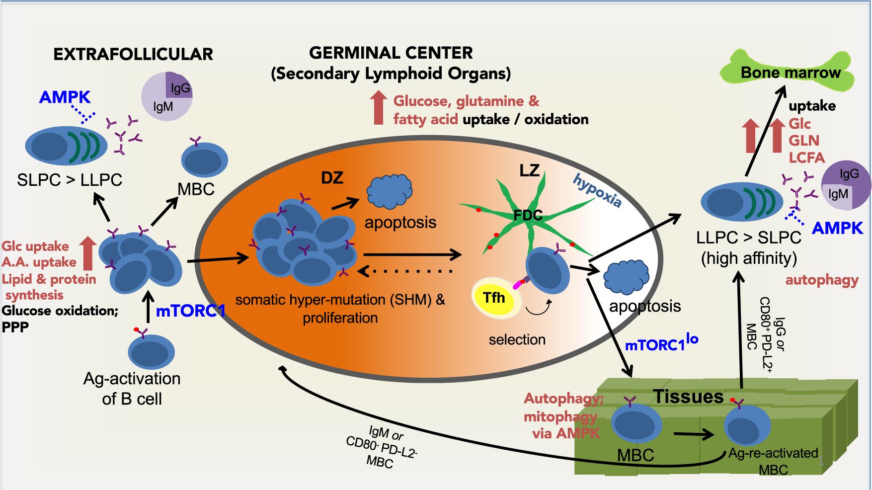 How Breath and the Cold Can Support Your Immune System – BRINK