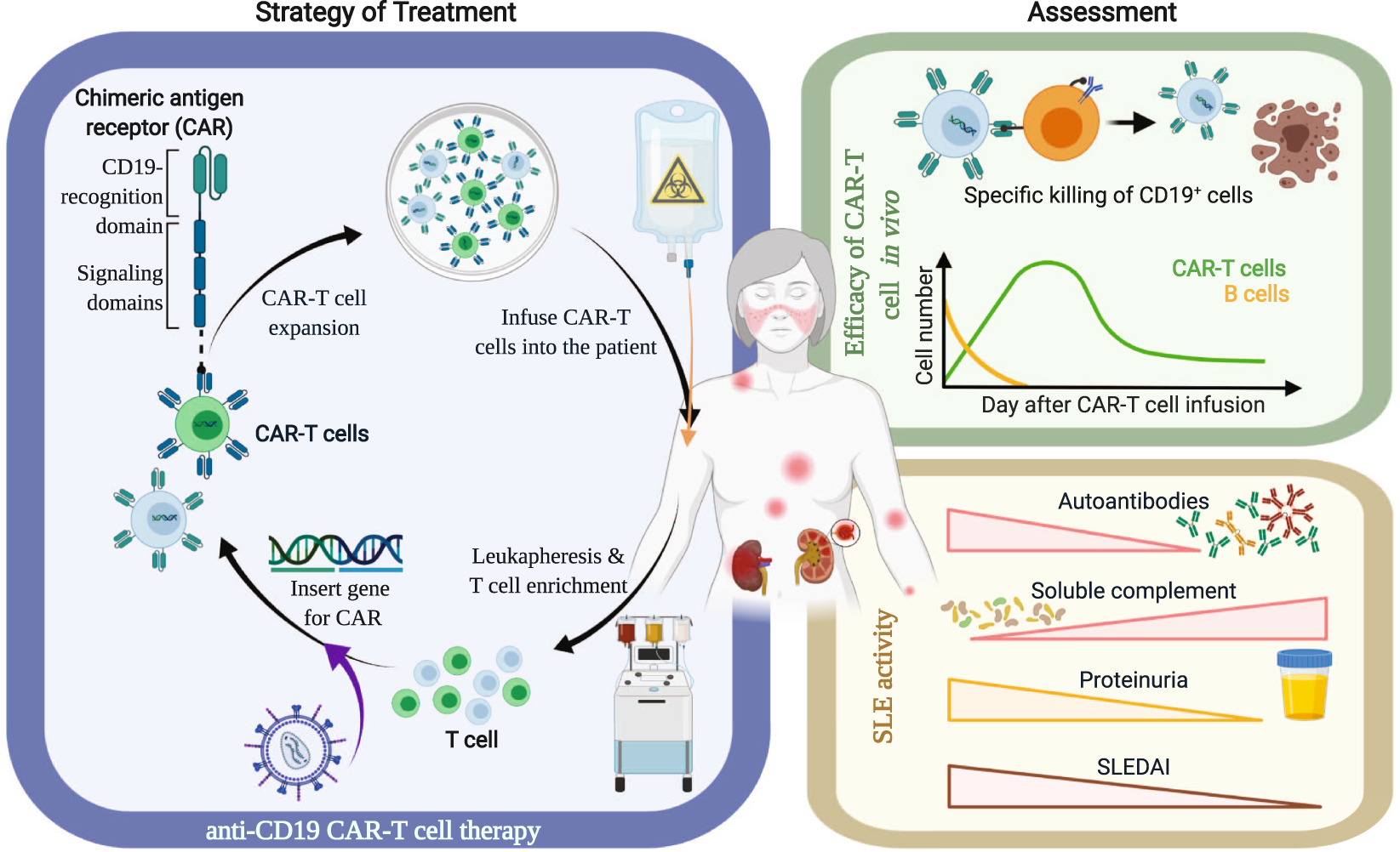 Car T Cell Therapy New Hope For Systemic Lupus Erythematosus Patients Cellular Molecular Immunology Car T Cell Therapy New Hope For Systemic Lupus Erythematosus Patients Cellular Molecular Immunology