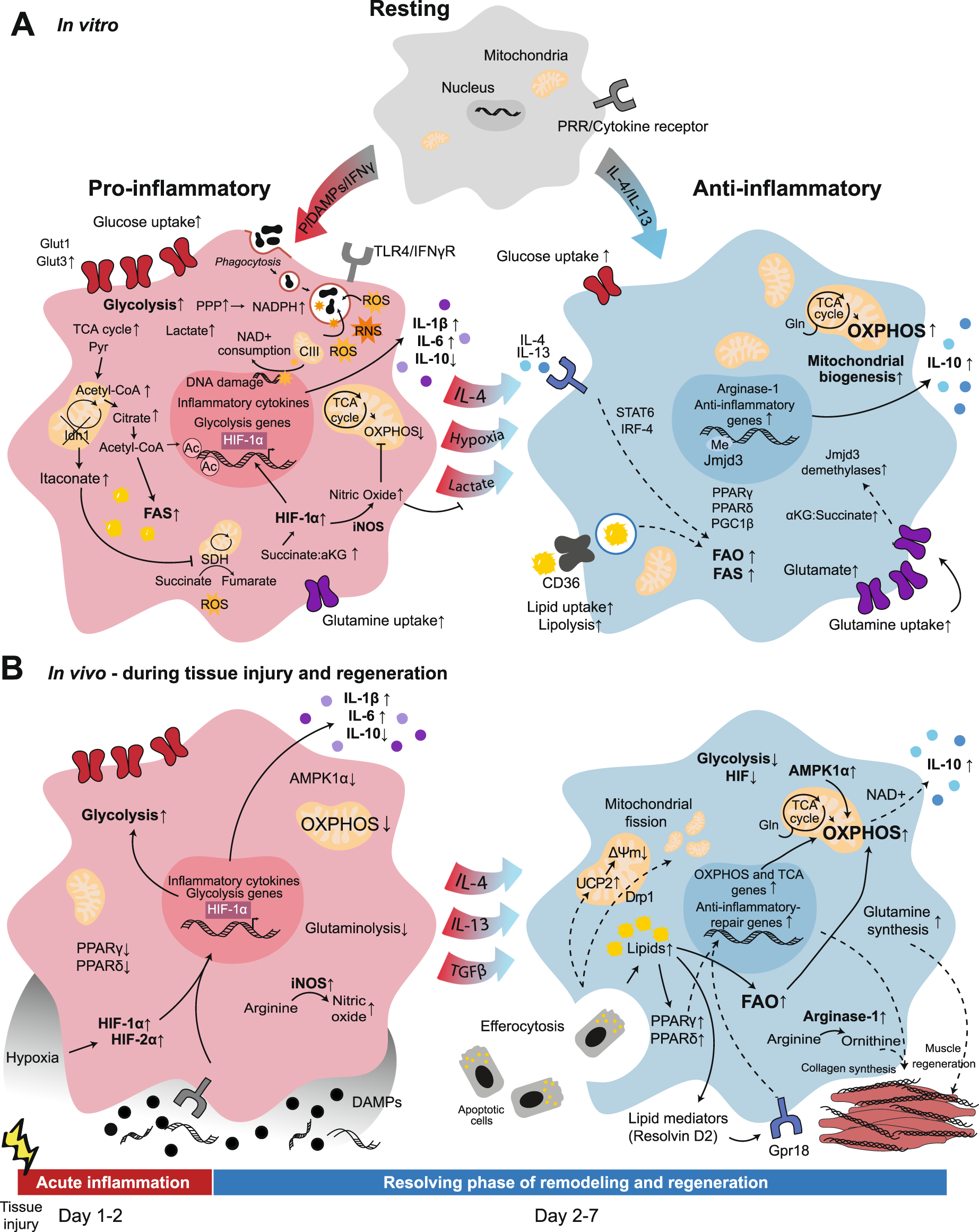 Metabolism of tissue macrophages in homeostasis and pathology | Cellular &  Molecular Immunology