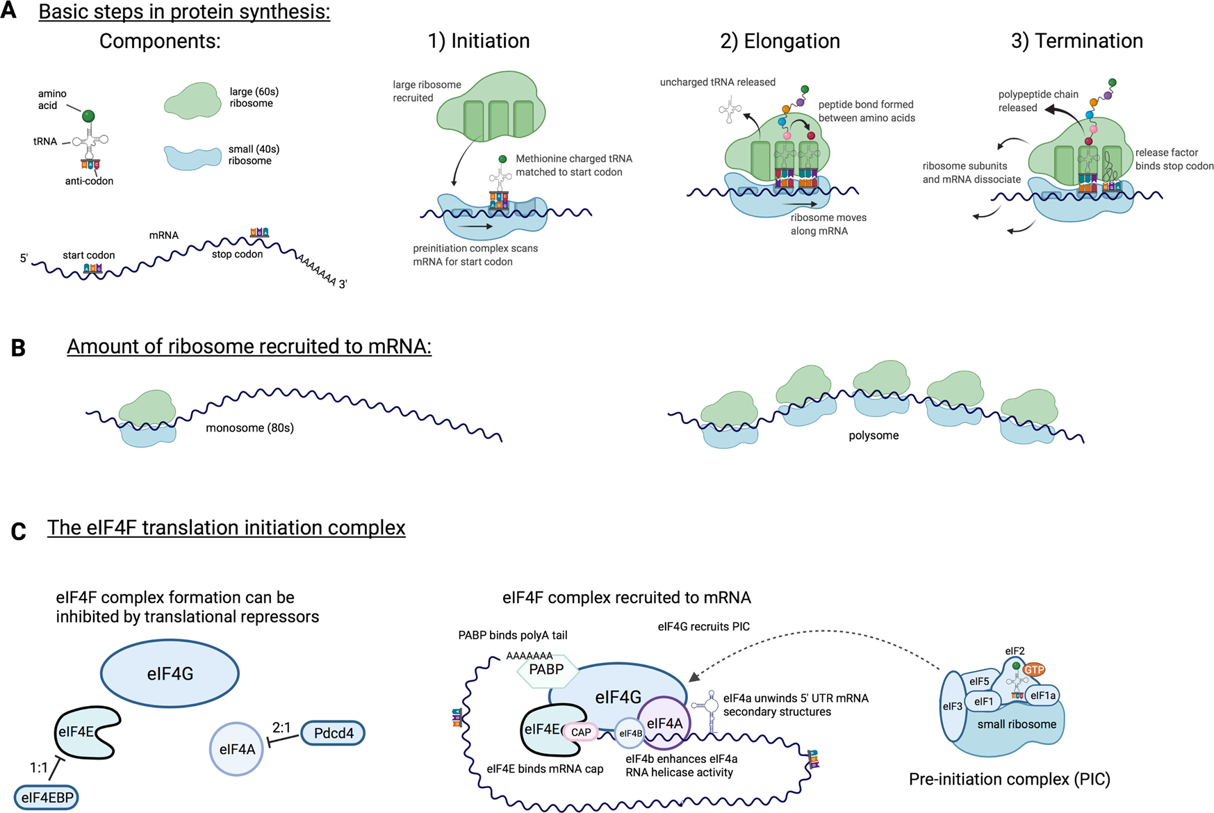 Protein synthesis, degradation, and energy metabolism in T cell immunity |  Cellular & Molecular Immunology