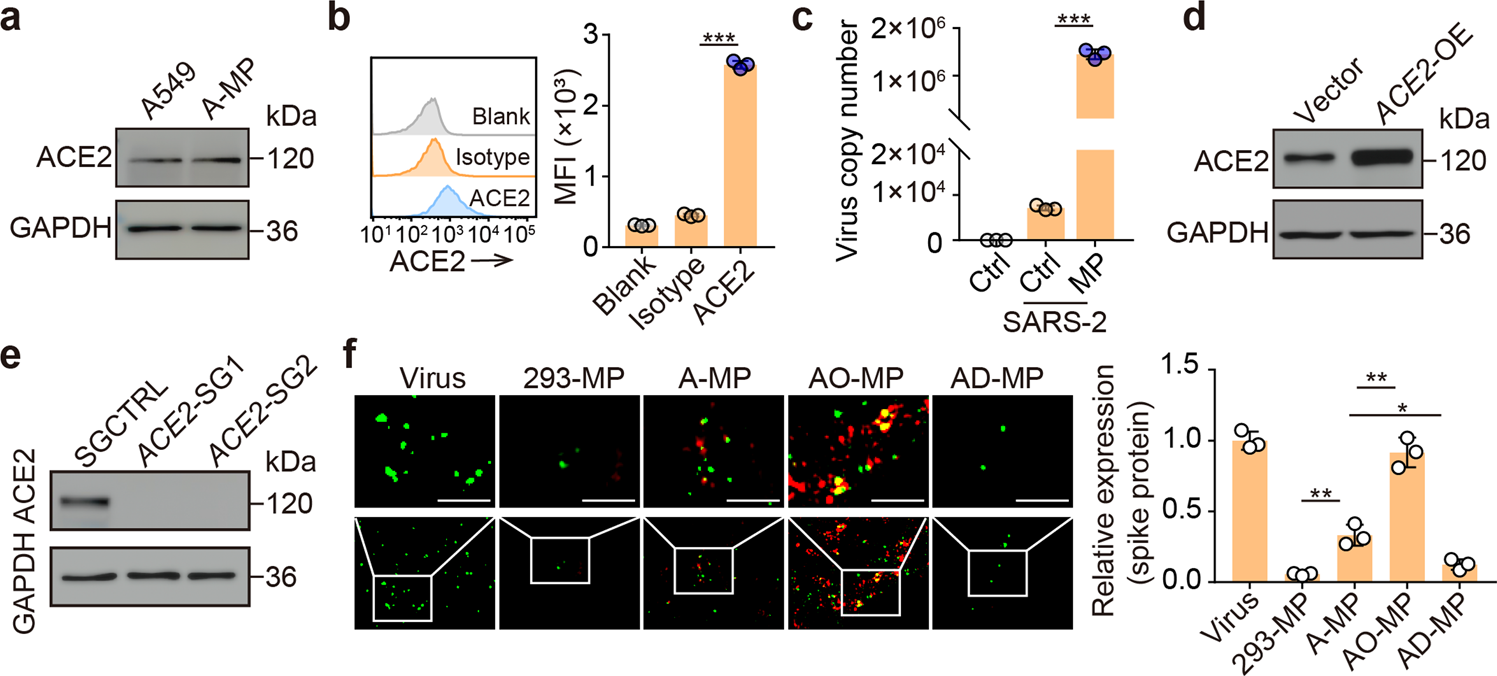 Sars Cov 2 Treatment Effects Induced By Ace2 Expressing Microparticles Are Explained By The Oxidized Cholesterol Increased Endosomal Ph Of Alveolar Macrophages Cellular Molecular Immunology