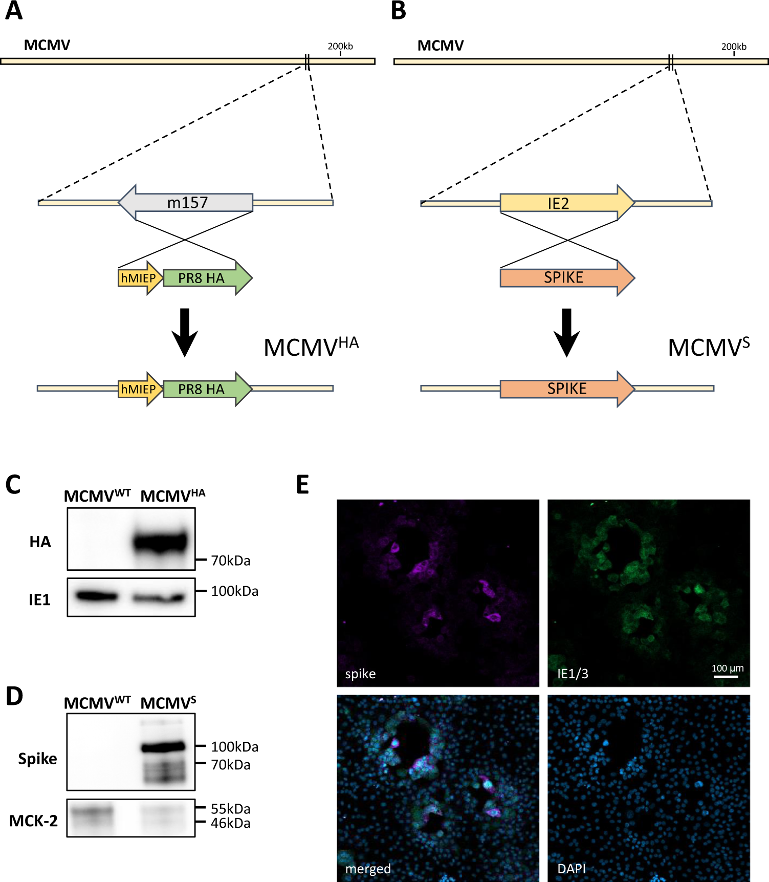 MCMV-based vaccine vectors expressing full-length viral proteins provide  long-term humoral immune protection upon a single-shot vaccination |  Cellular & Molecular Immunology