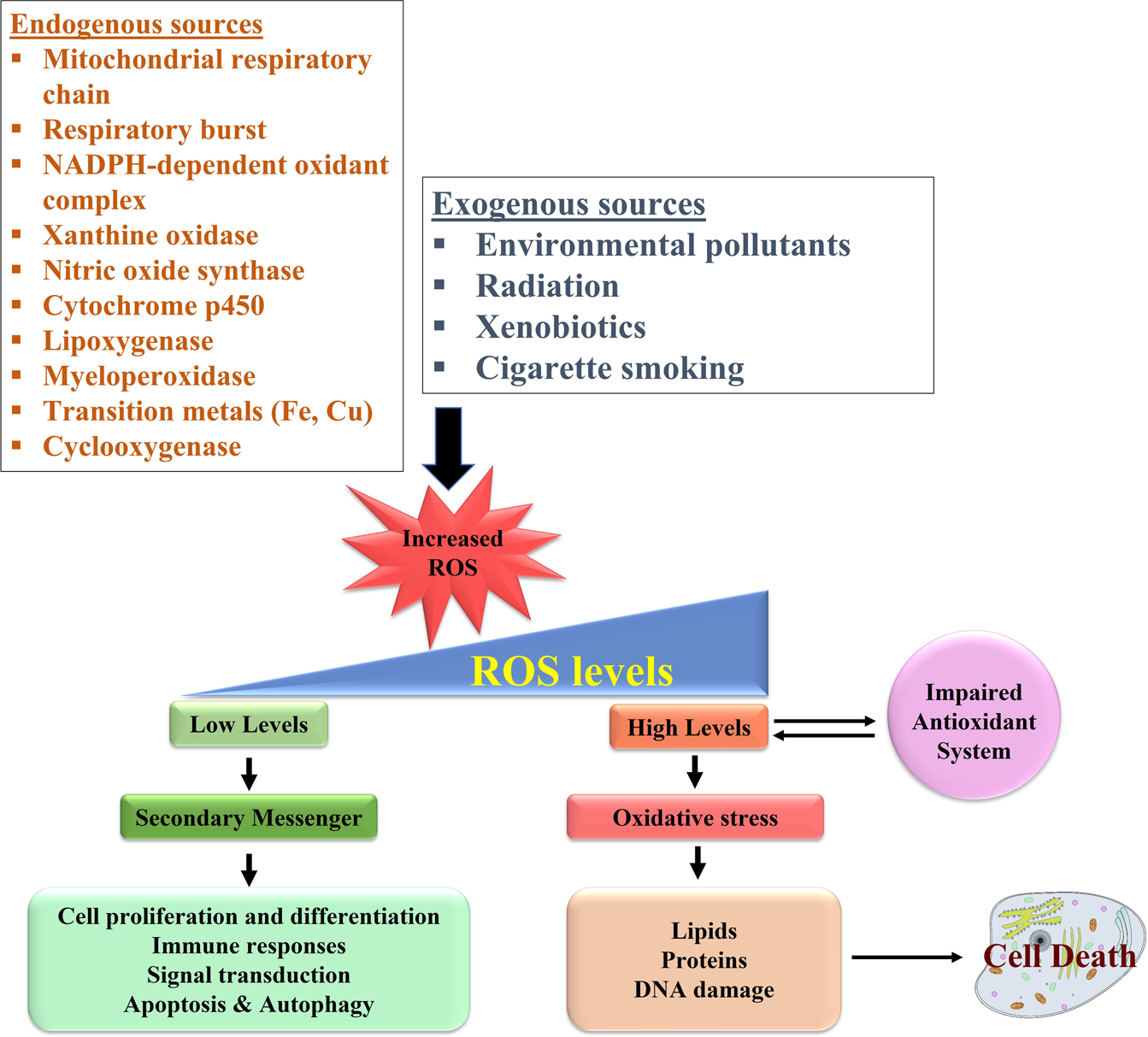 NADPH Oxidase 4 Regulates Inflammation in Ischemic Heart Failure: Role of  Soluble Epoxide Hydrolase