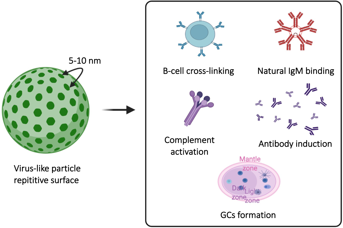 Virus-like particle vaccinology, from bench to bedside | Cellular &  Molecular Immunology