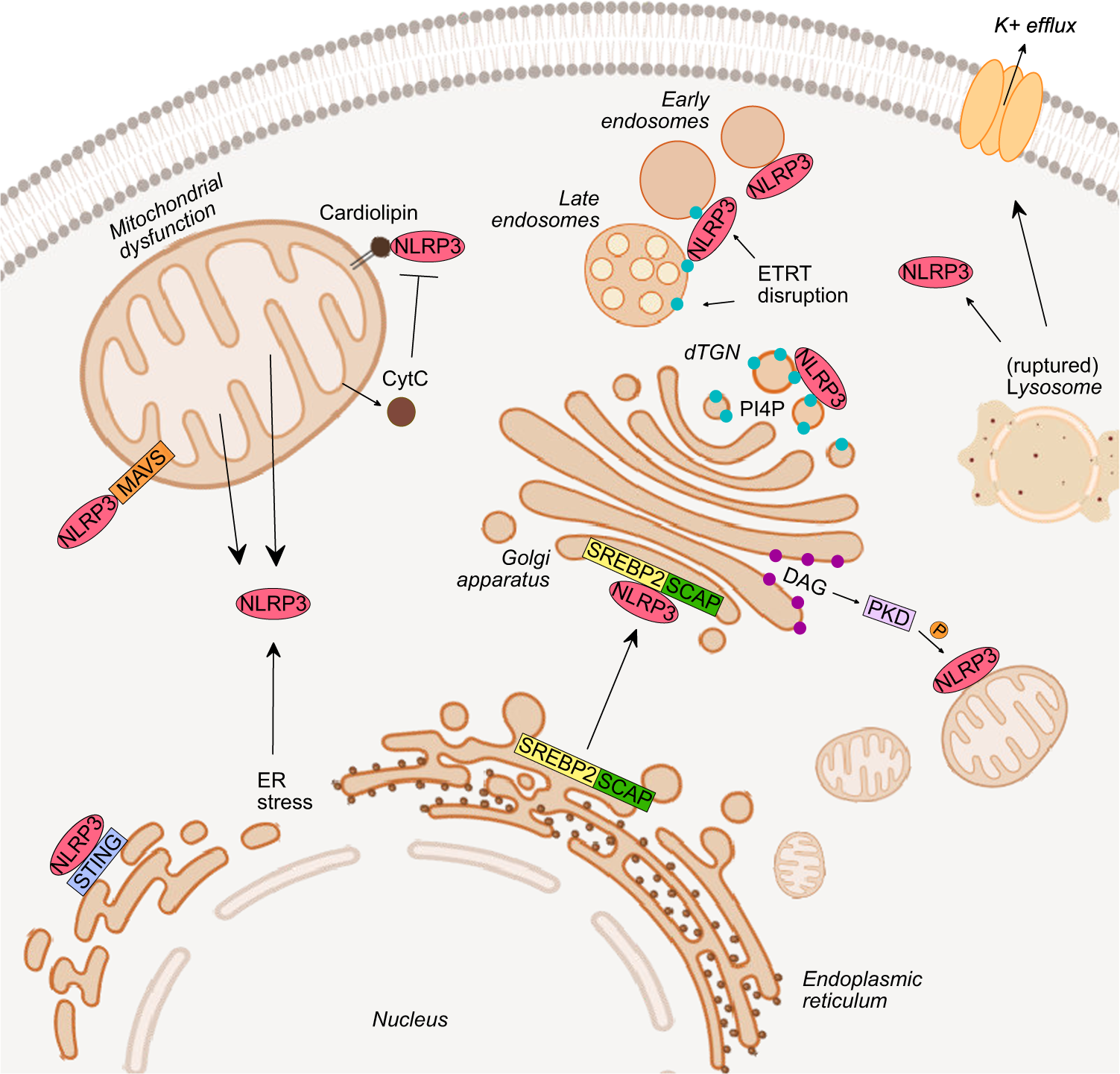 How location and cellular signaling combine to activate the NLRP3  inflammasome | Cellular & Molecular Immunology