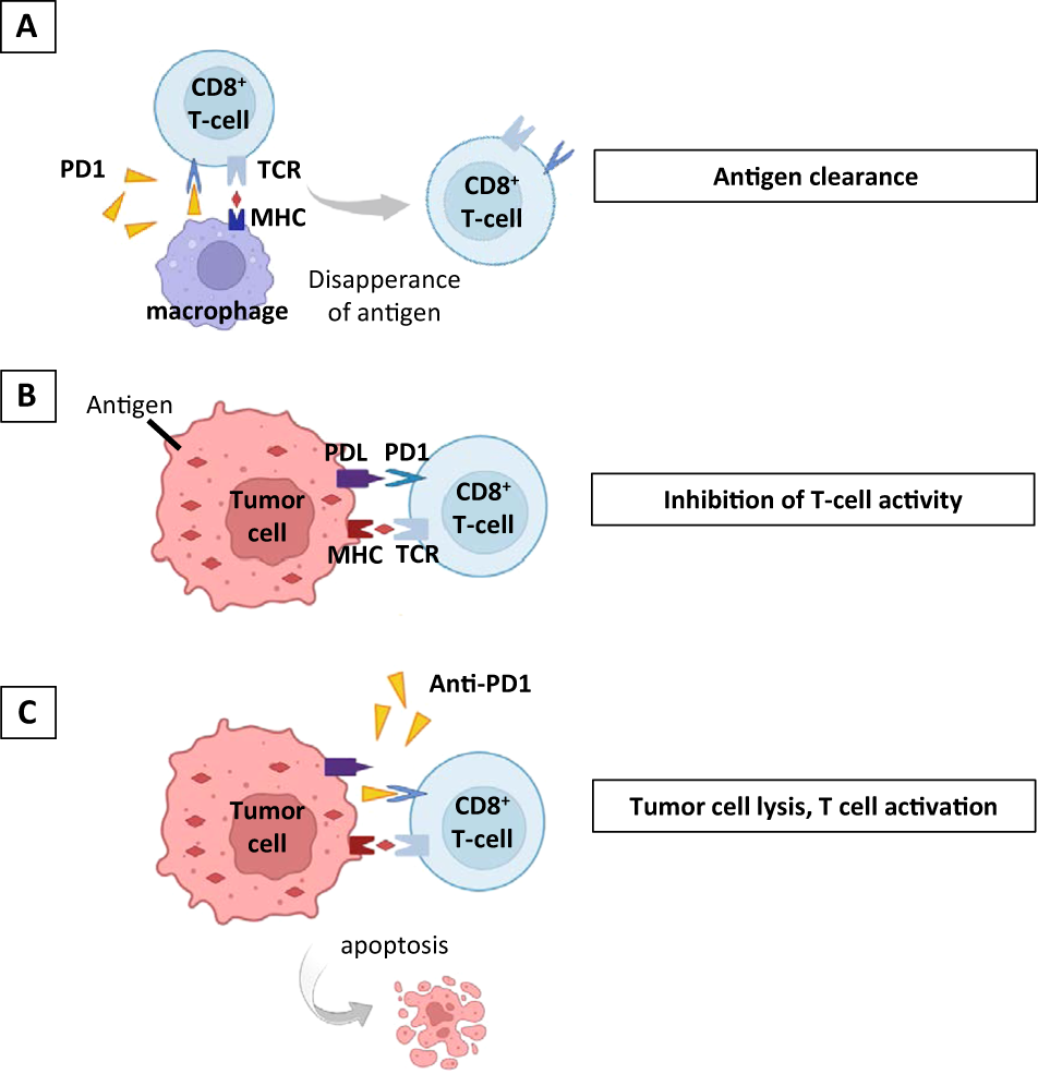 Immune responses to tumor-unrelated antigens might predict adverse effects  in patients treated with anti-PD-1 immunotherapy | Cellular & Molecular  Immunology
