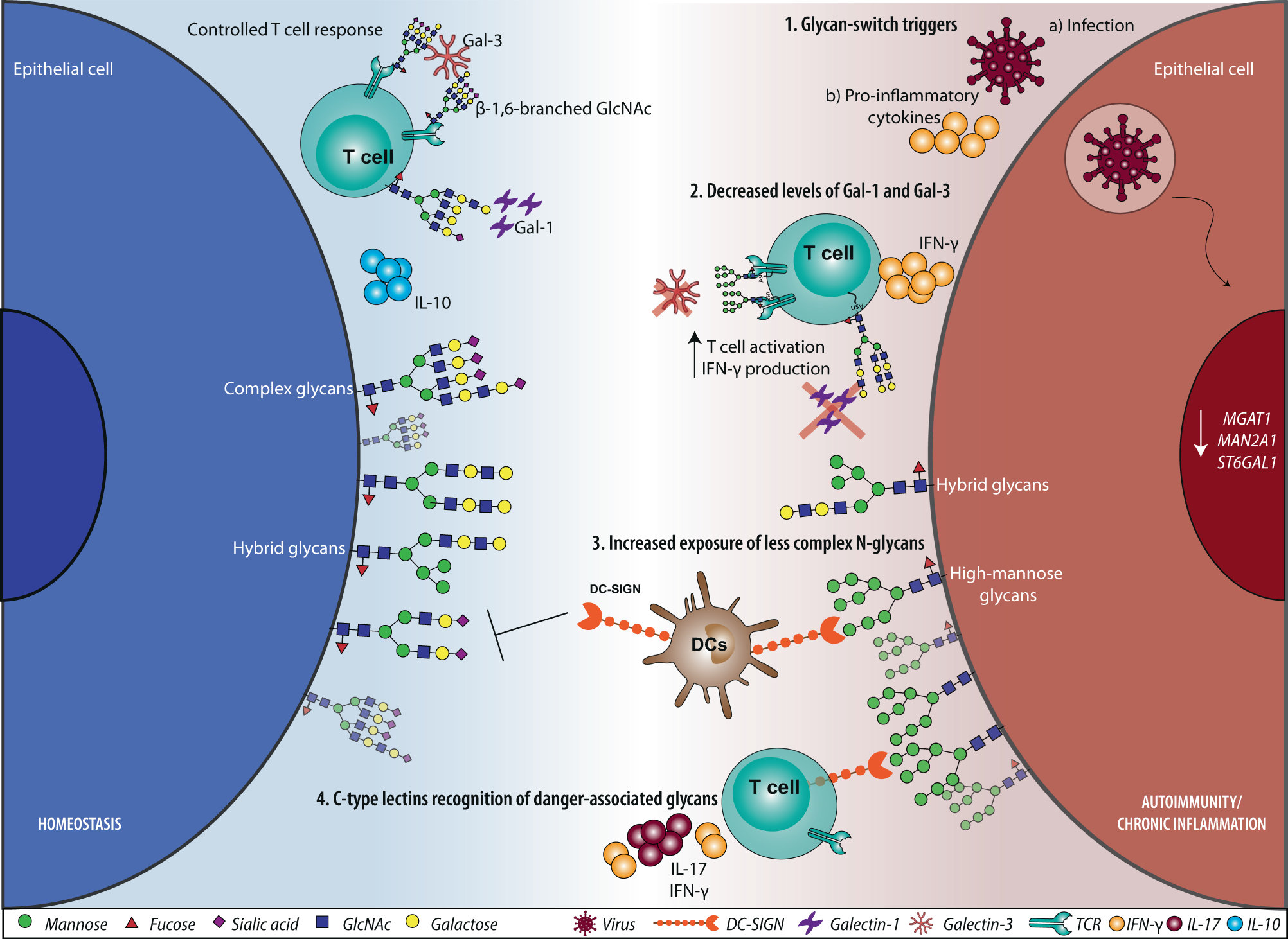 From structure to function – Ligand recognition by myeloid C-type