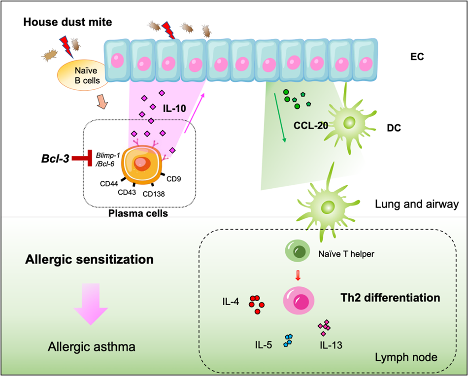 How LPS prevents or promotes development of asthma and allergic