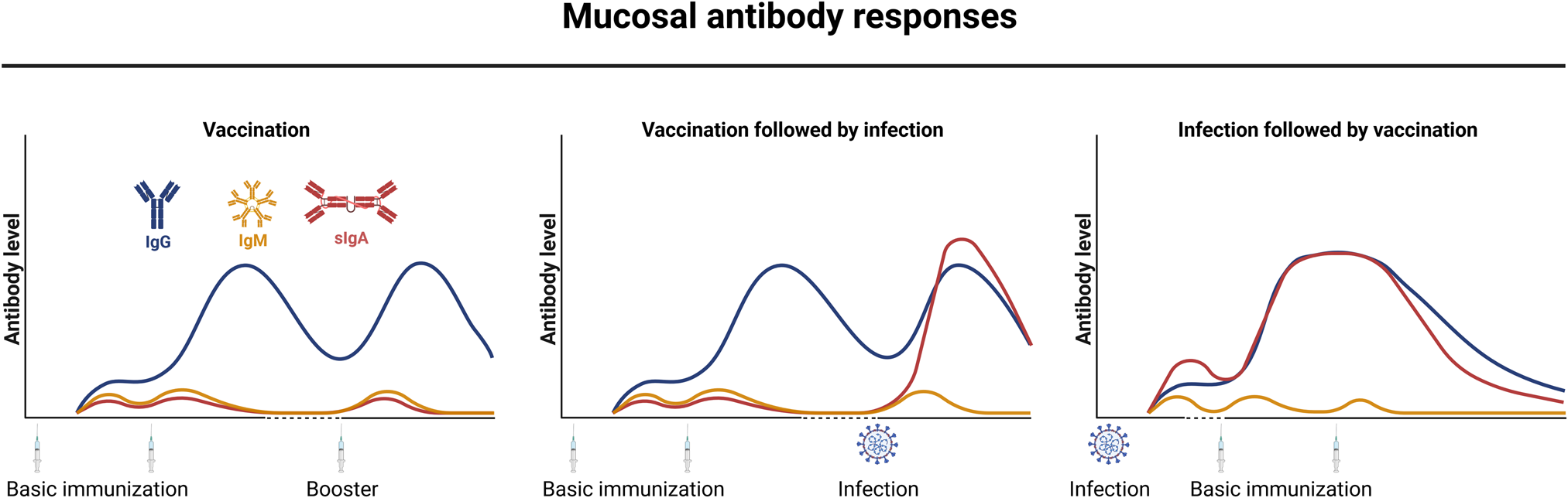 Delayed booster dosing improves human antigen-specific Ig and B