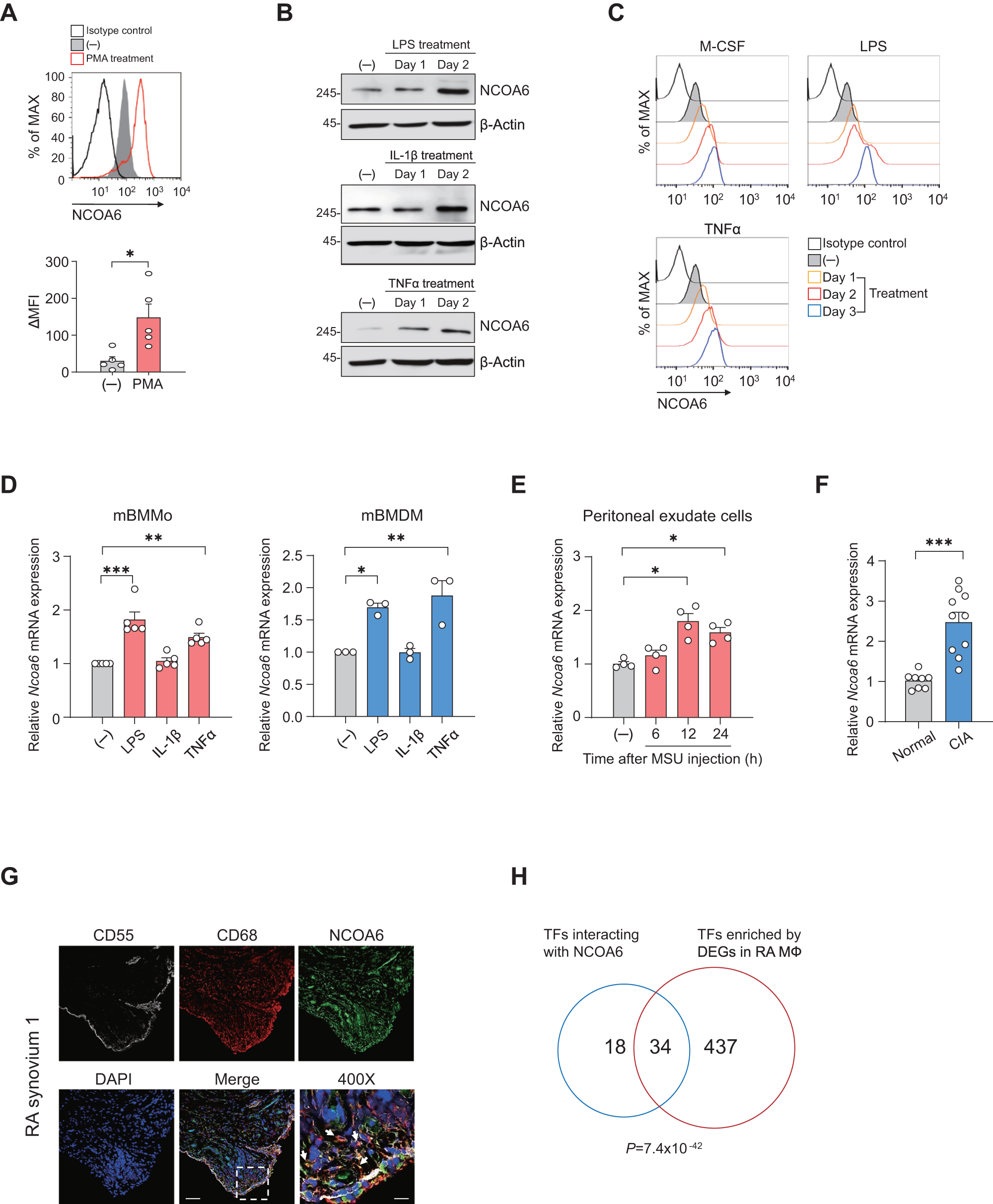 Nuclear receptor coactivator 6 is a critical regulator of NLRP3  inflammasome activation and gouty arthritis | Cellular & Molecular  Immunology