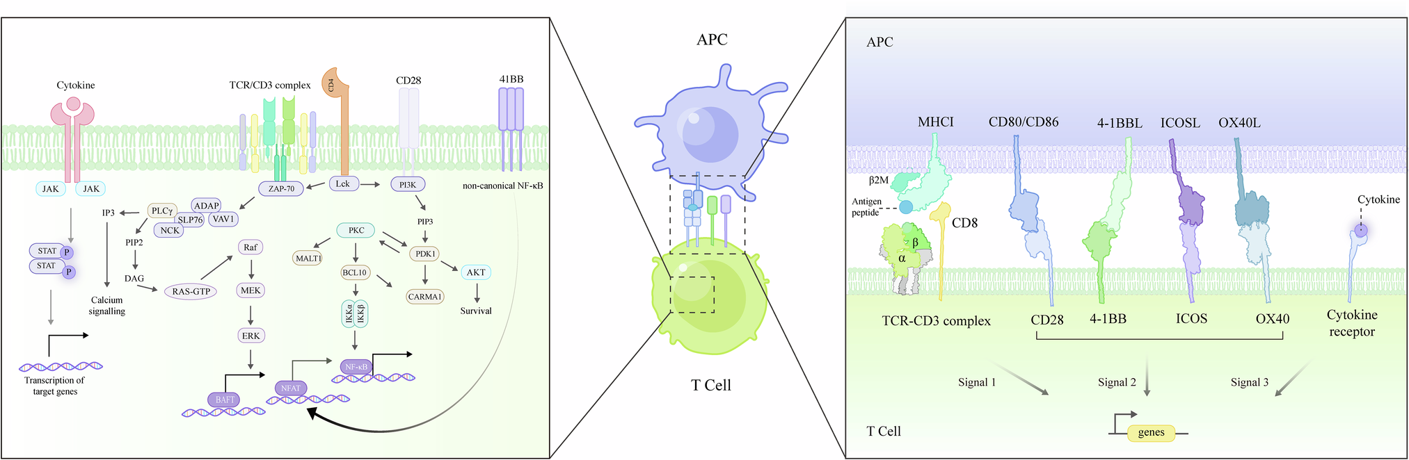 Transitioning from native to synthetic receptors: broadening T-cell  engineering and beyond | Cellular & Molecular Immunology