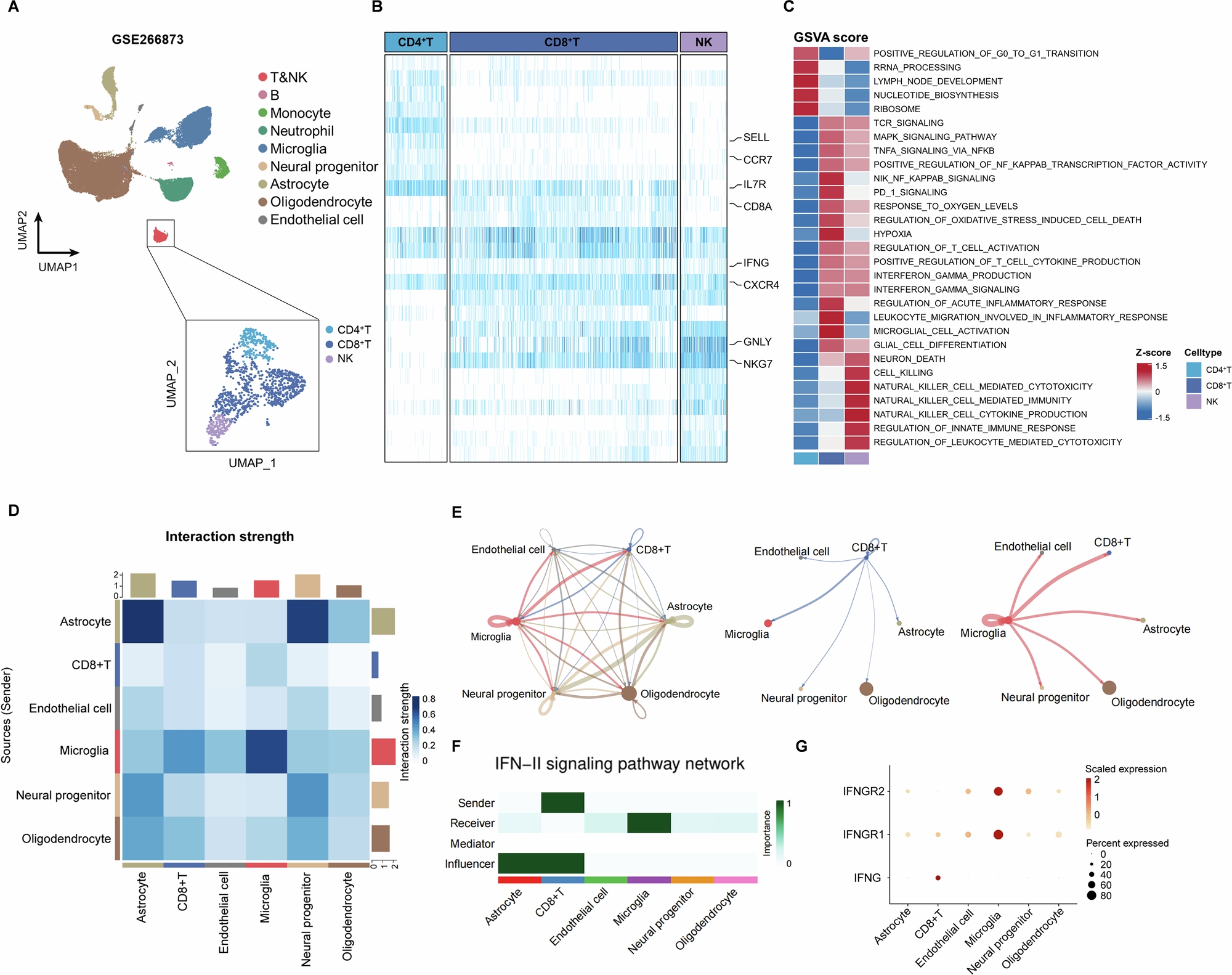 Fig. 5: CD8+ T cells activate microglia in perihematomal tissues via the IFNG-IFNGR pathway.