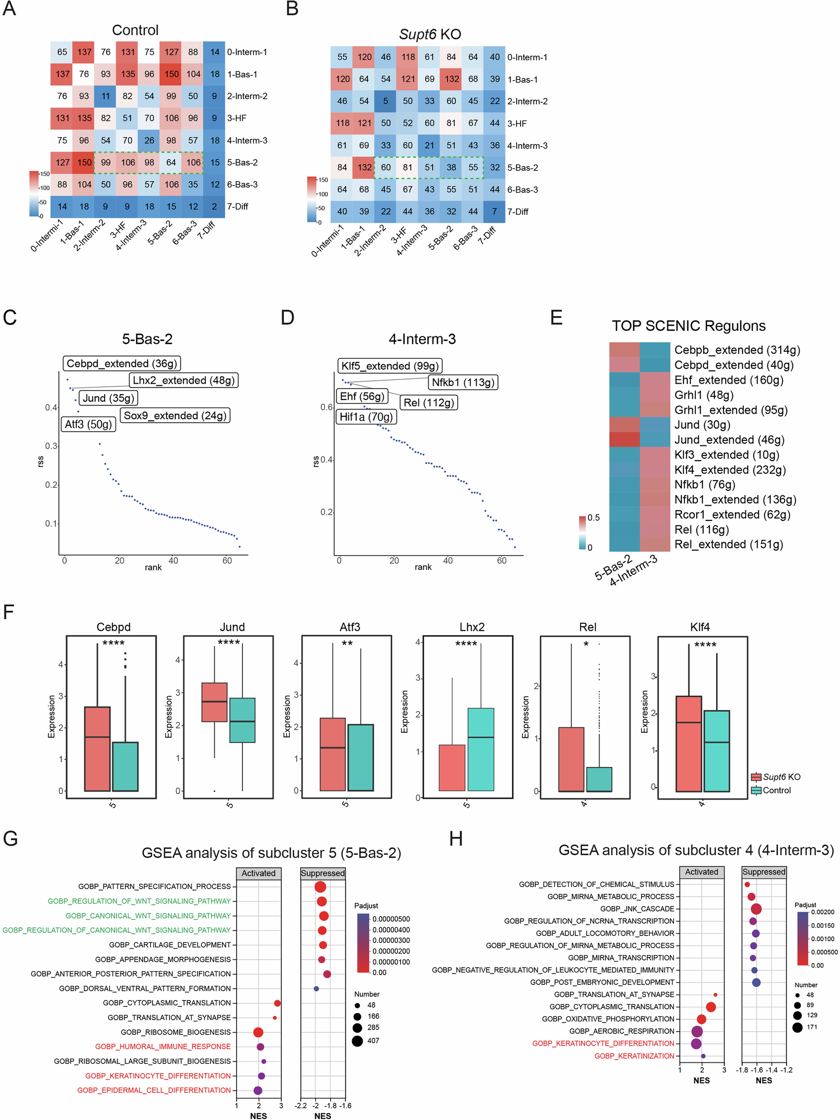 Fig. 6: Loss of SPT6 disrupts keratinocyte state transitions and promotes inflammatory transcription factor regulons and pathway signatures in specific subclusters.