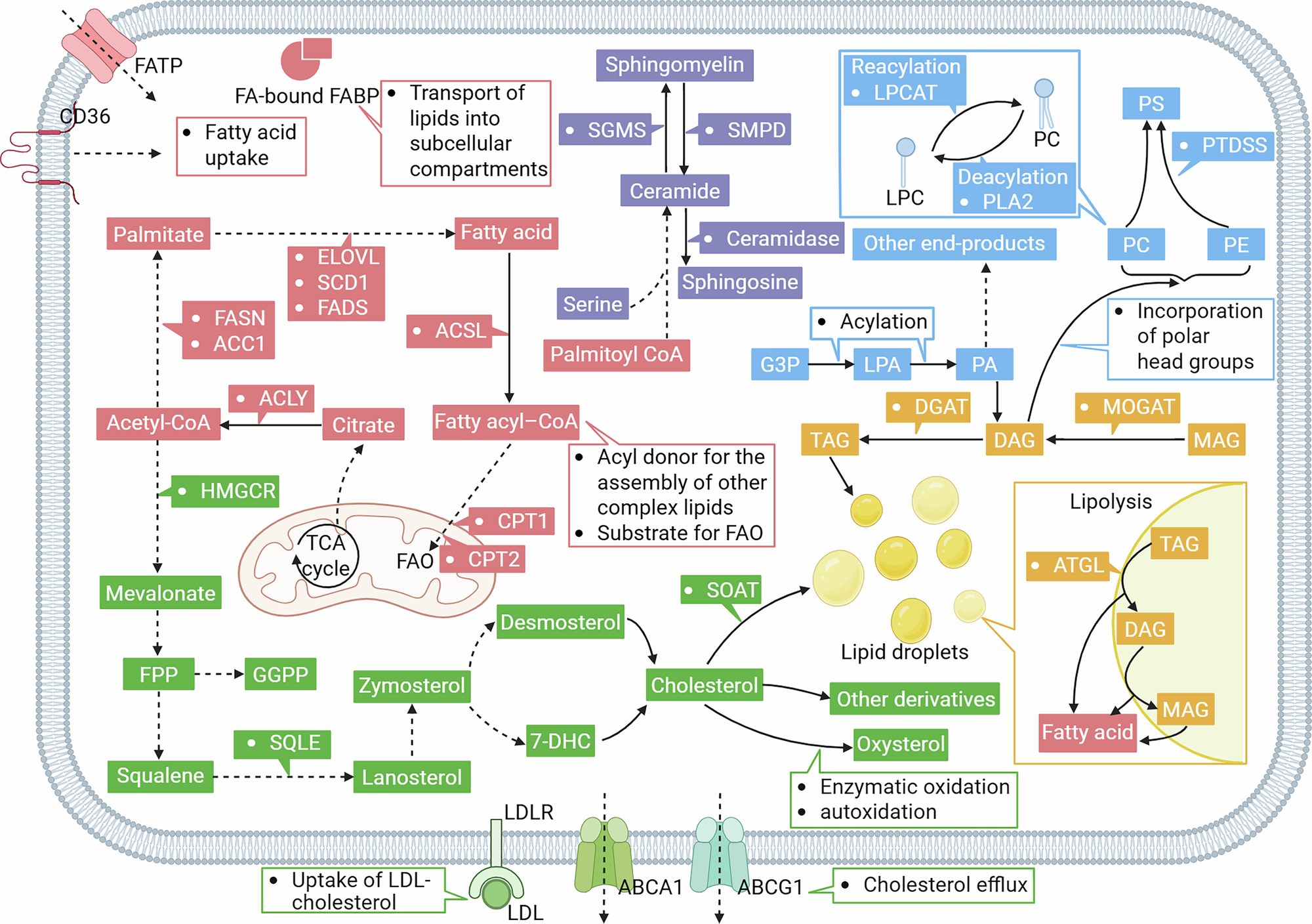 dhc l carnitine review How to Choose the Best L-Carnitine Supplement: A Smart Shopper's Guide