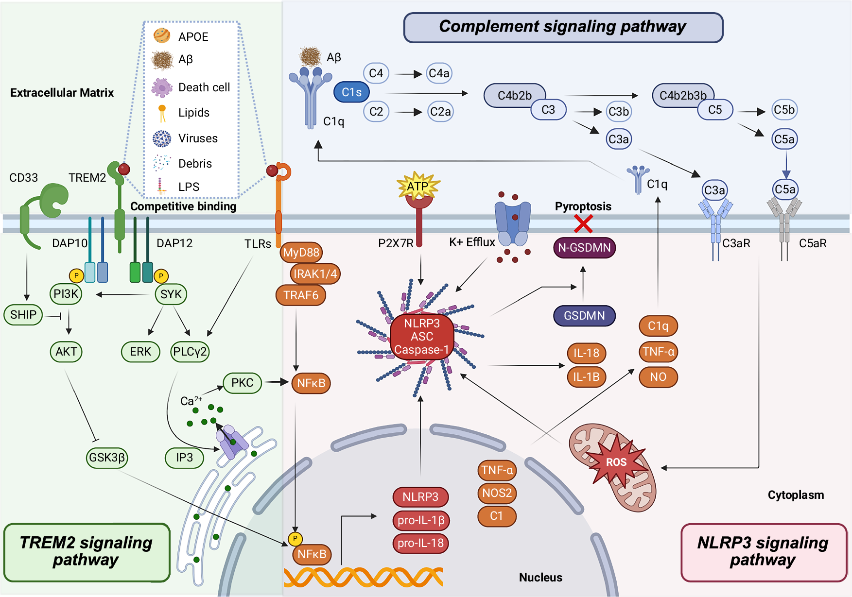 Microglia and neuroinflammation: function, heterogeneity, and 