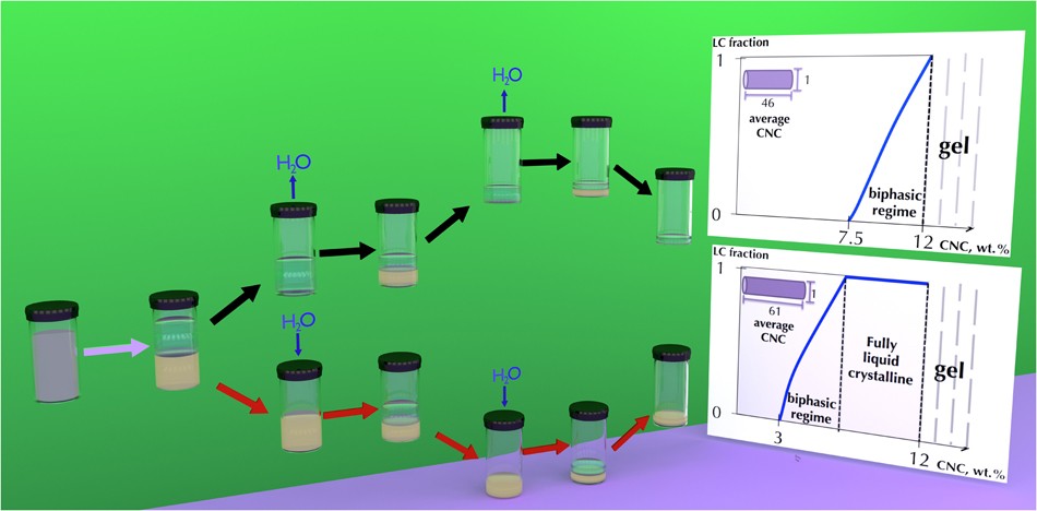 Fractionation of cellulose nanocrystals: enhancing liquid crystal ordering  without promoting gelation | NPG Asia Materials