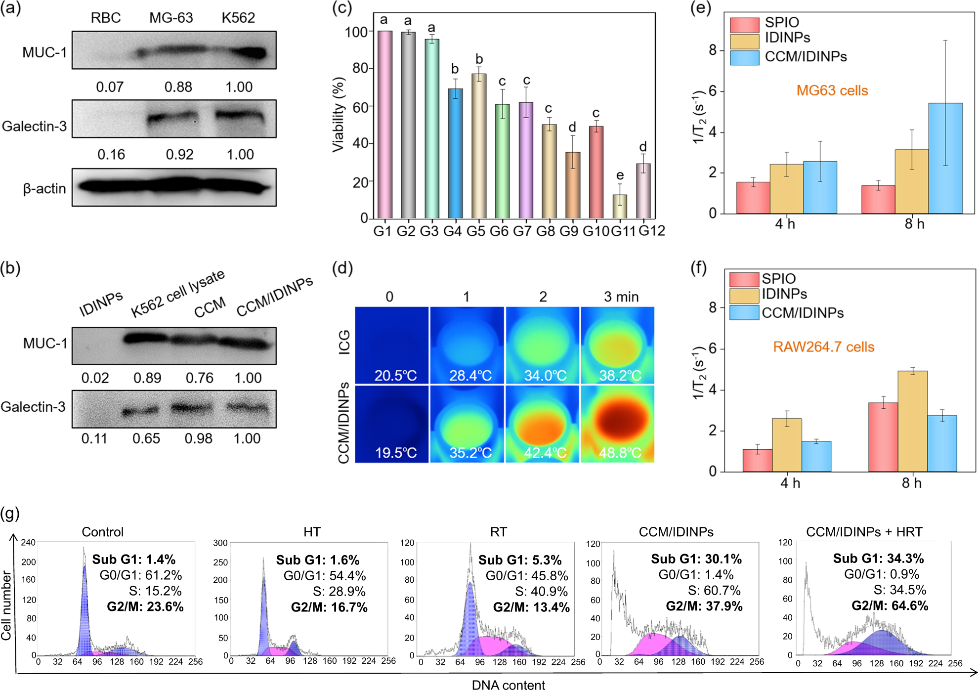 Fig. 2: Cytotoxicity of CCM/IDINPs combined with HRT and the immune evasion capability of CCM/IDINPs.